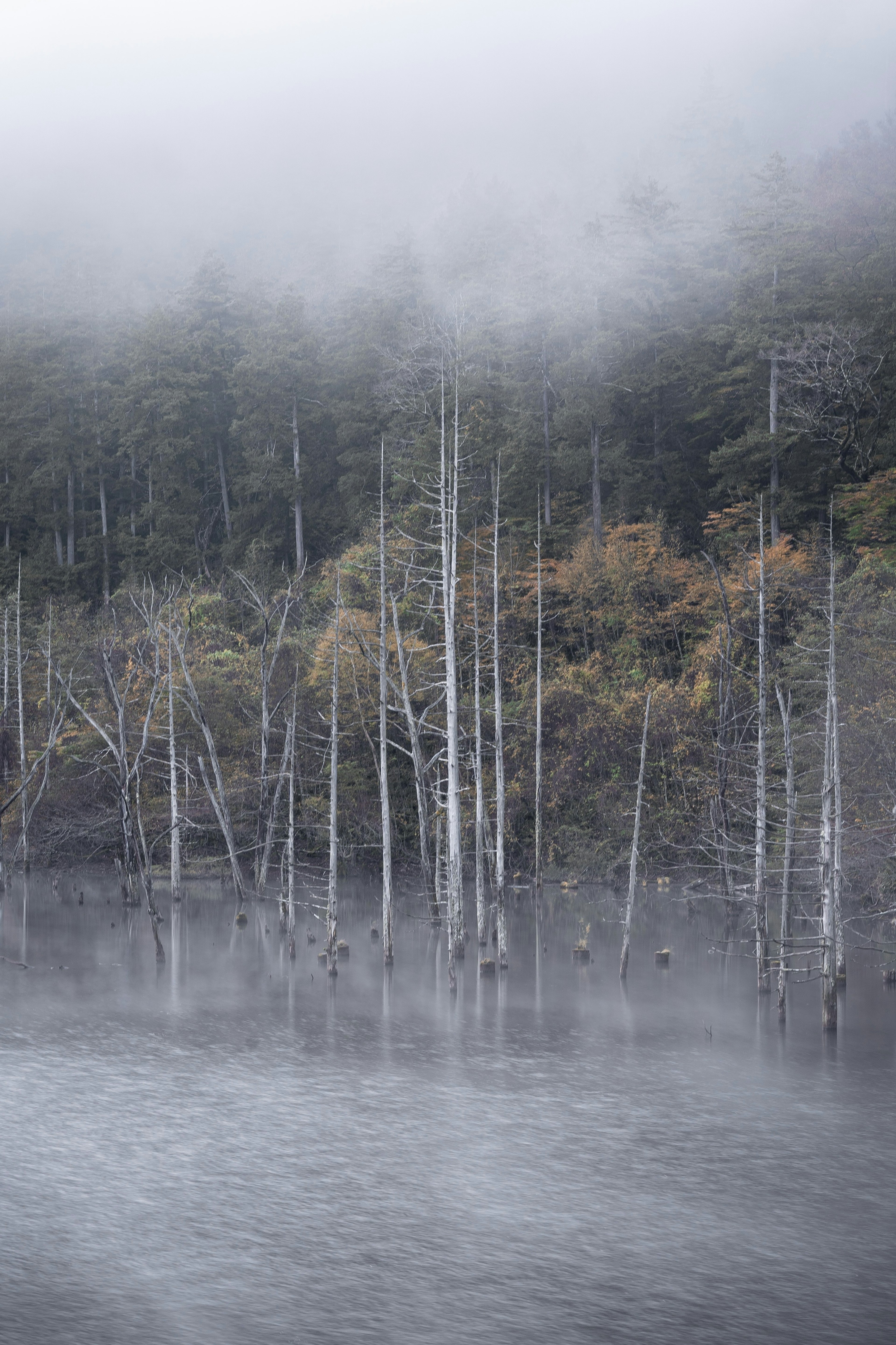 Bosque envuelto en niebla con árboles blancos reflejados en el agua