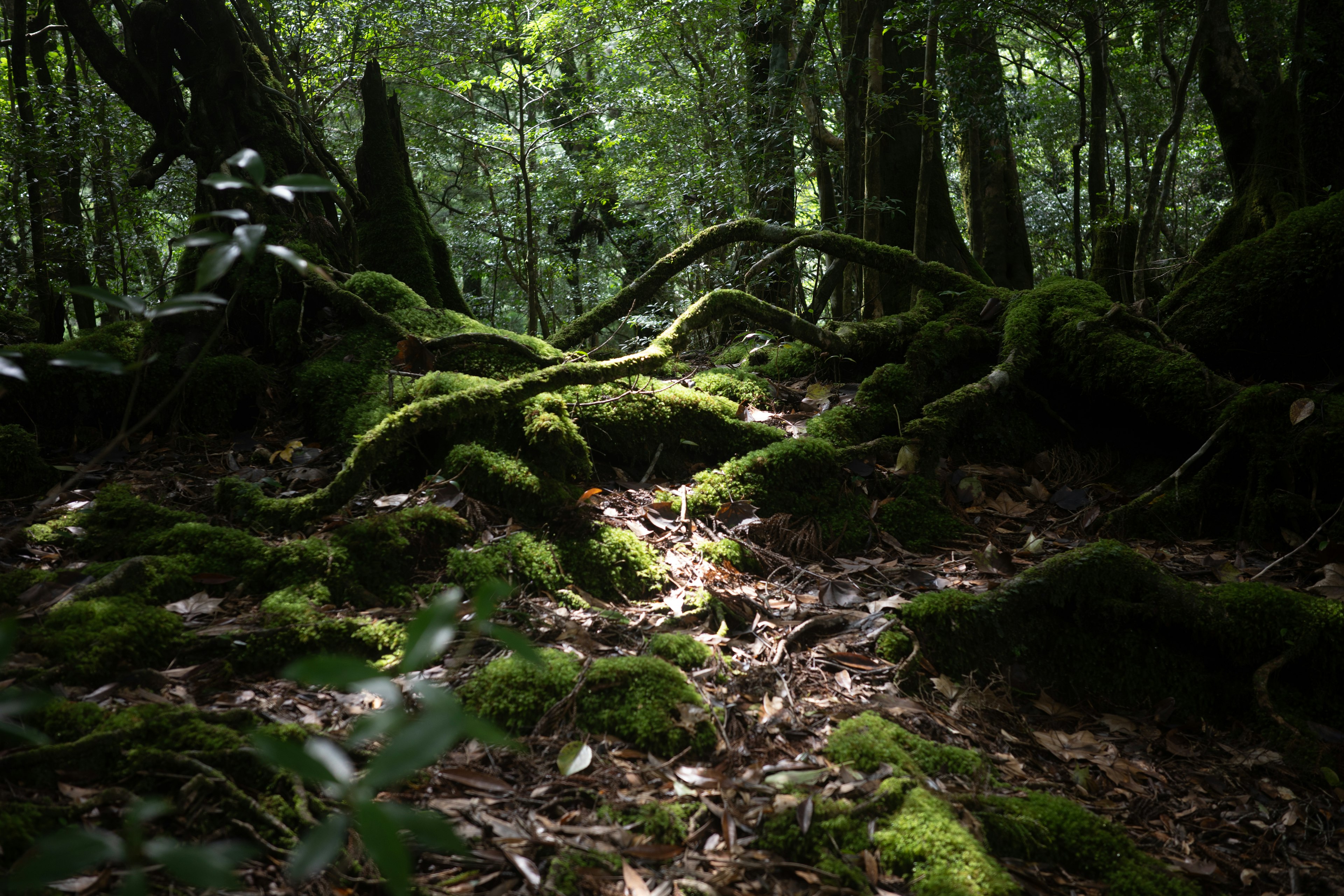 緑の苔に覆われた太い木の根が暗い森の中に広がる