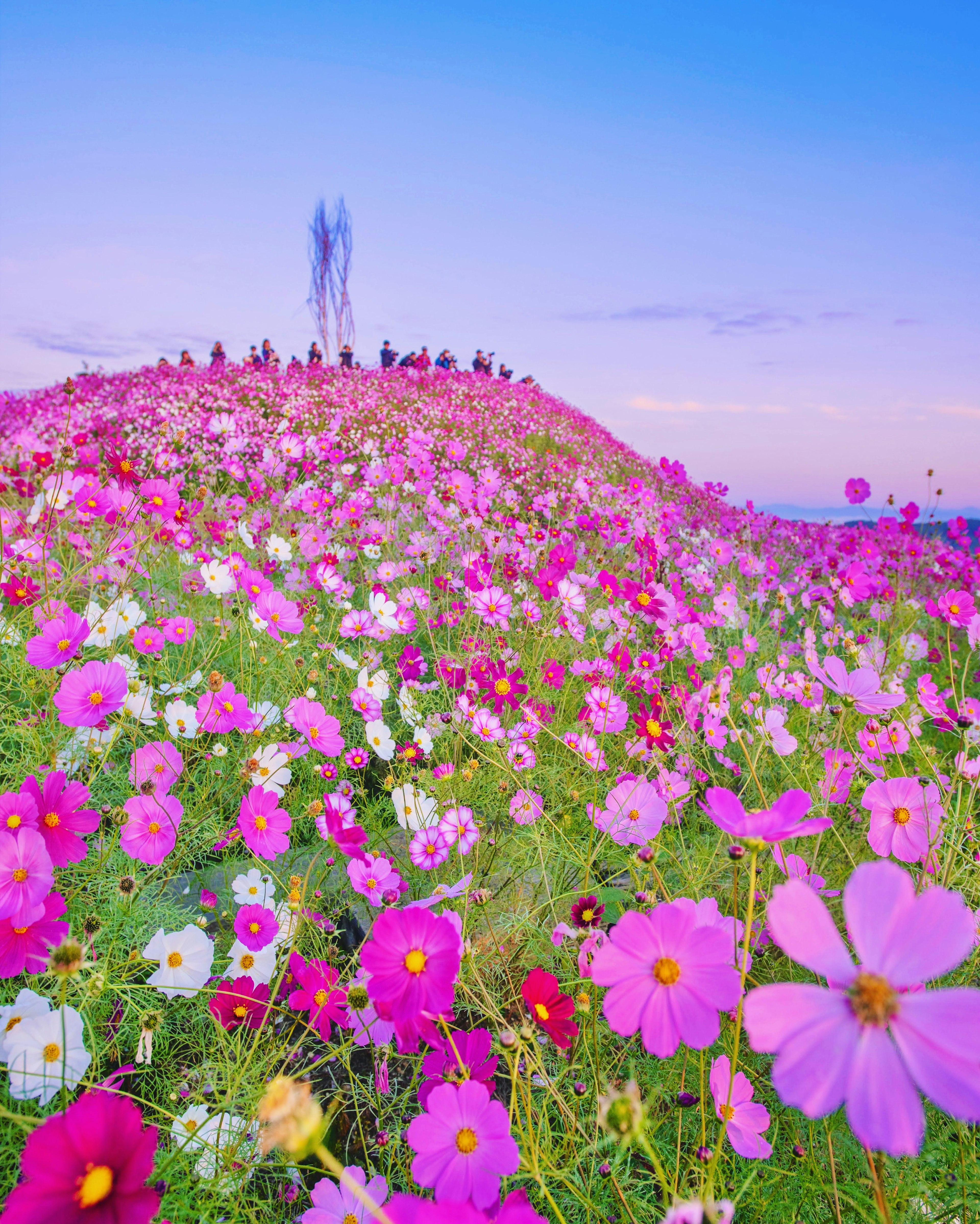 Fleurs de cosmos colorées en fleurs sur une colline avec des gens