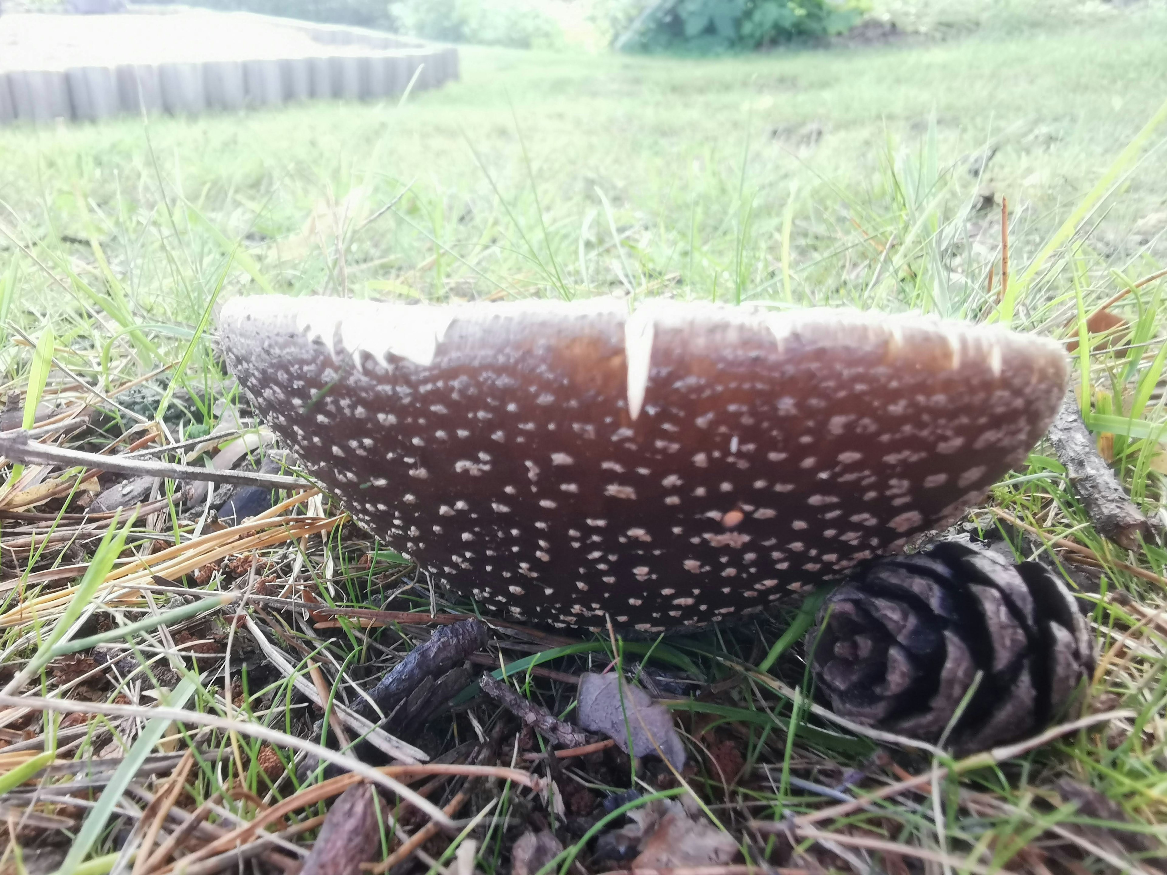 A large mushroom growing on the ground with a pine cone nearby