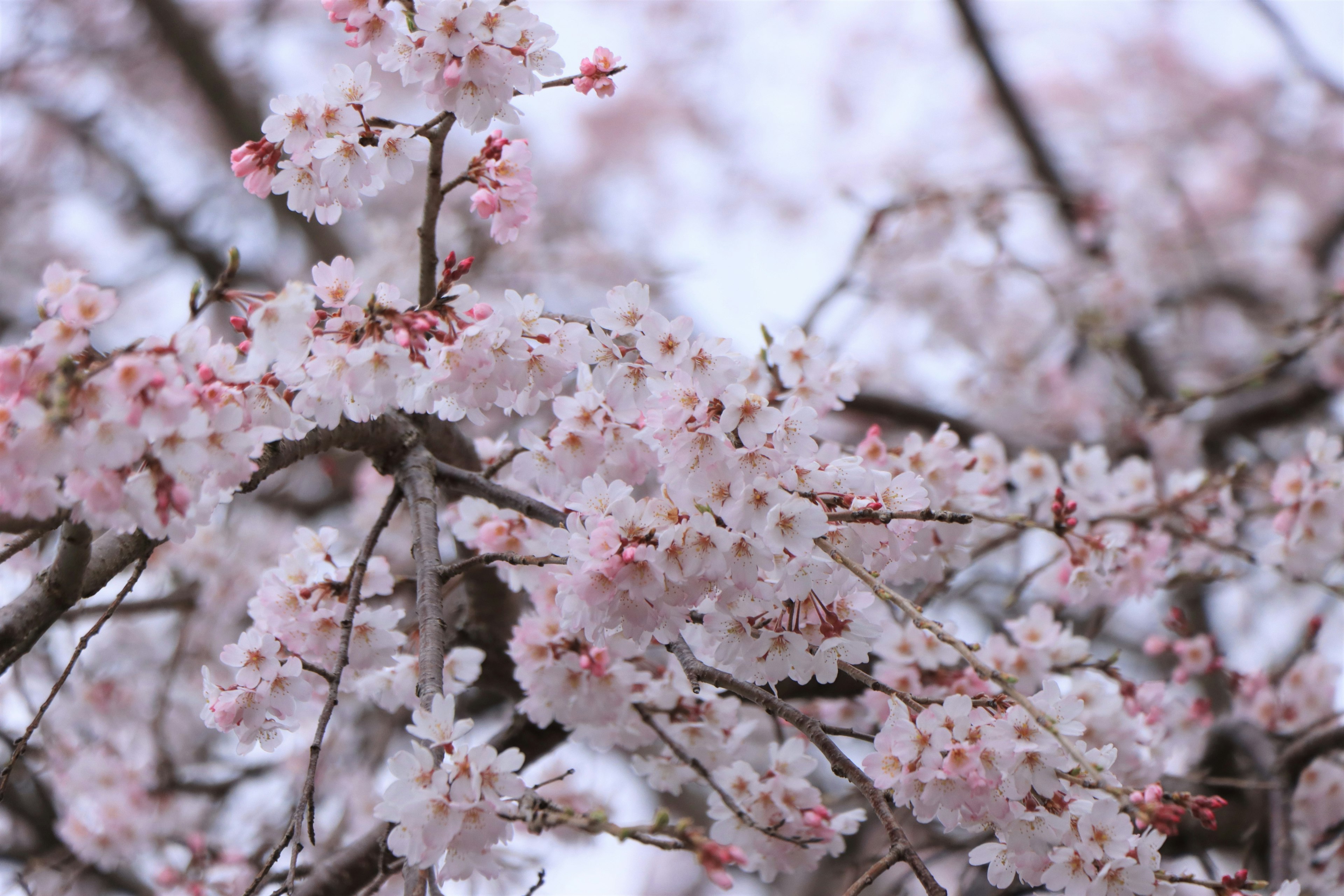 Close-up of cherry blossom branches in bloom