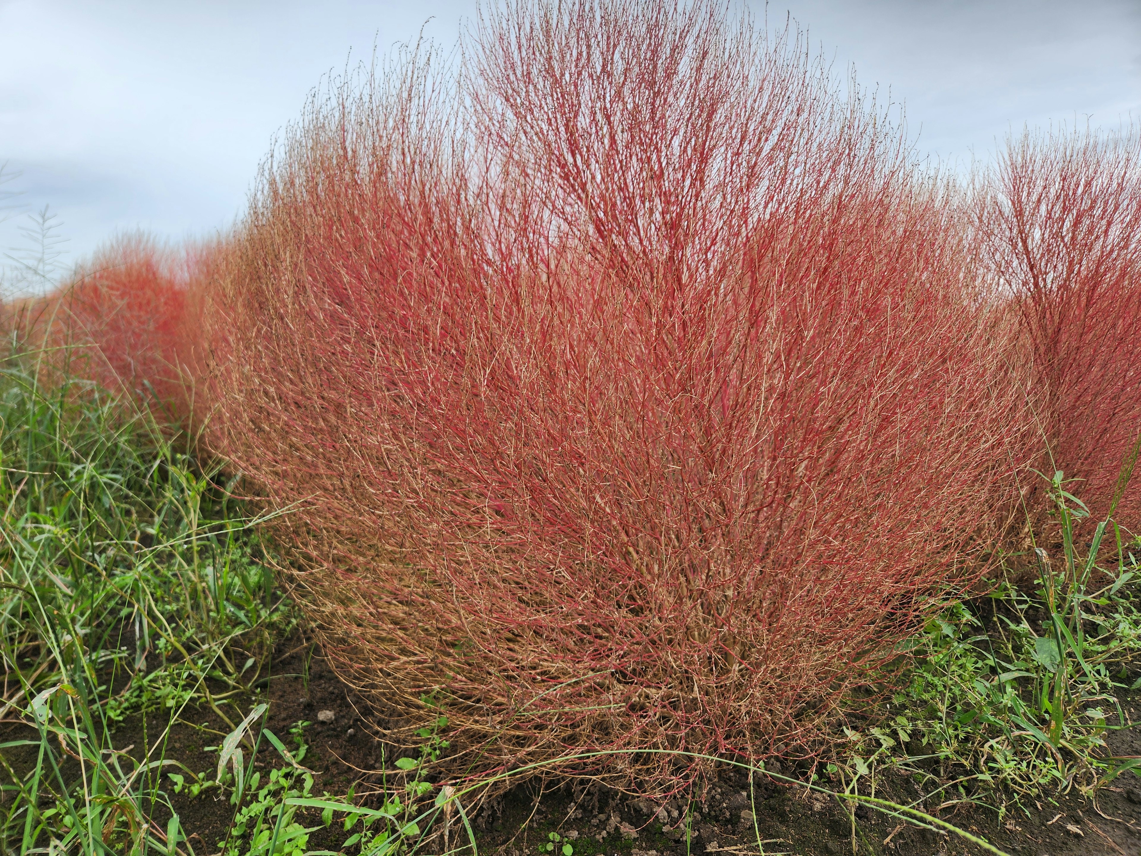 赤い草のような植物が広がる風景