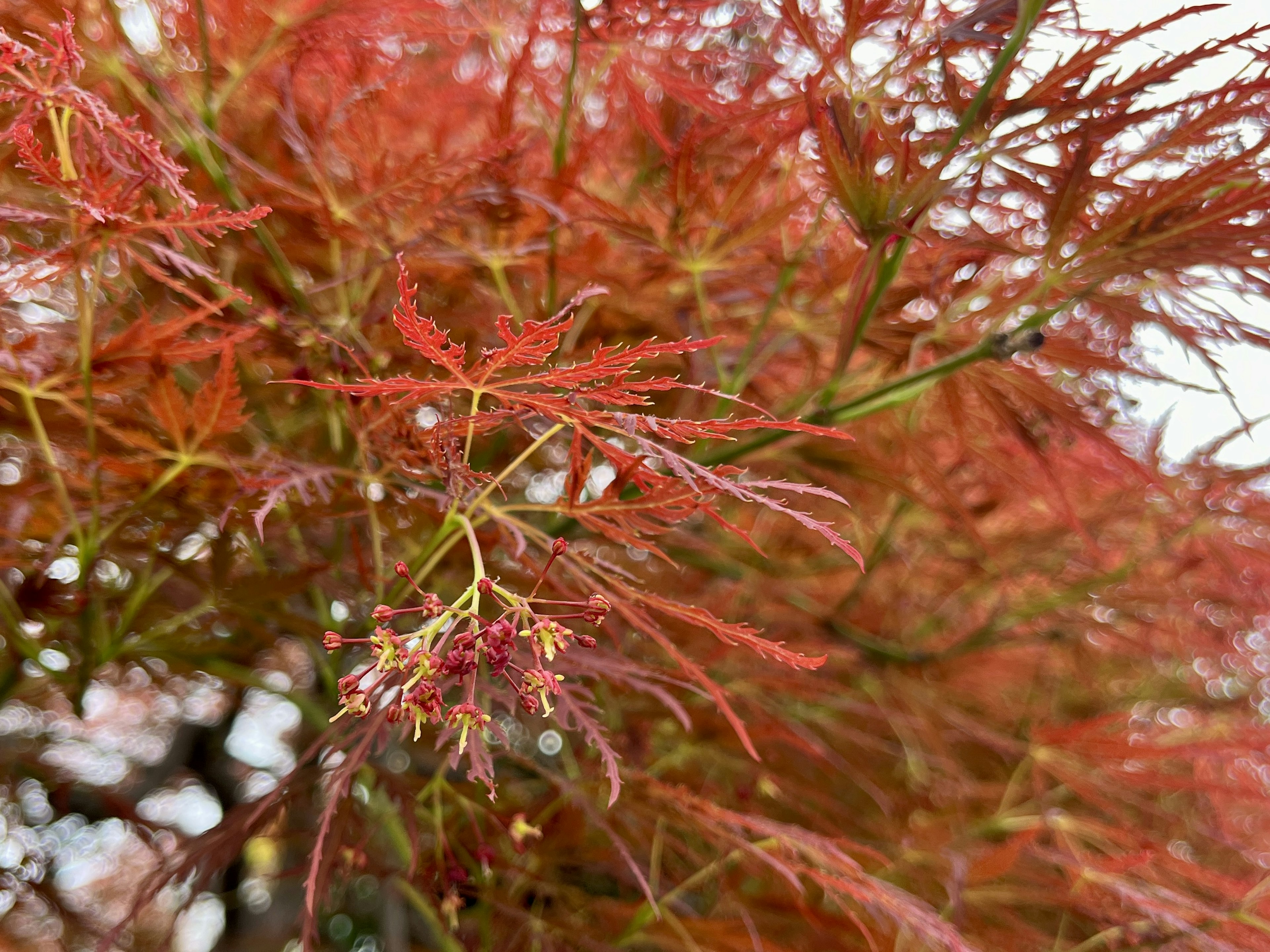 Close-up cabang maple Jepang dengan daun merah cerah