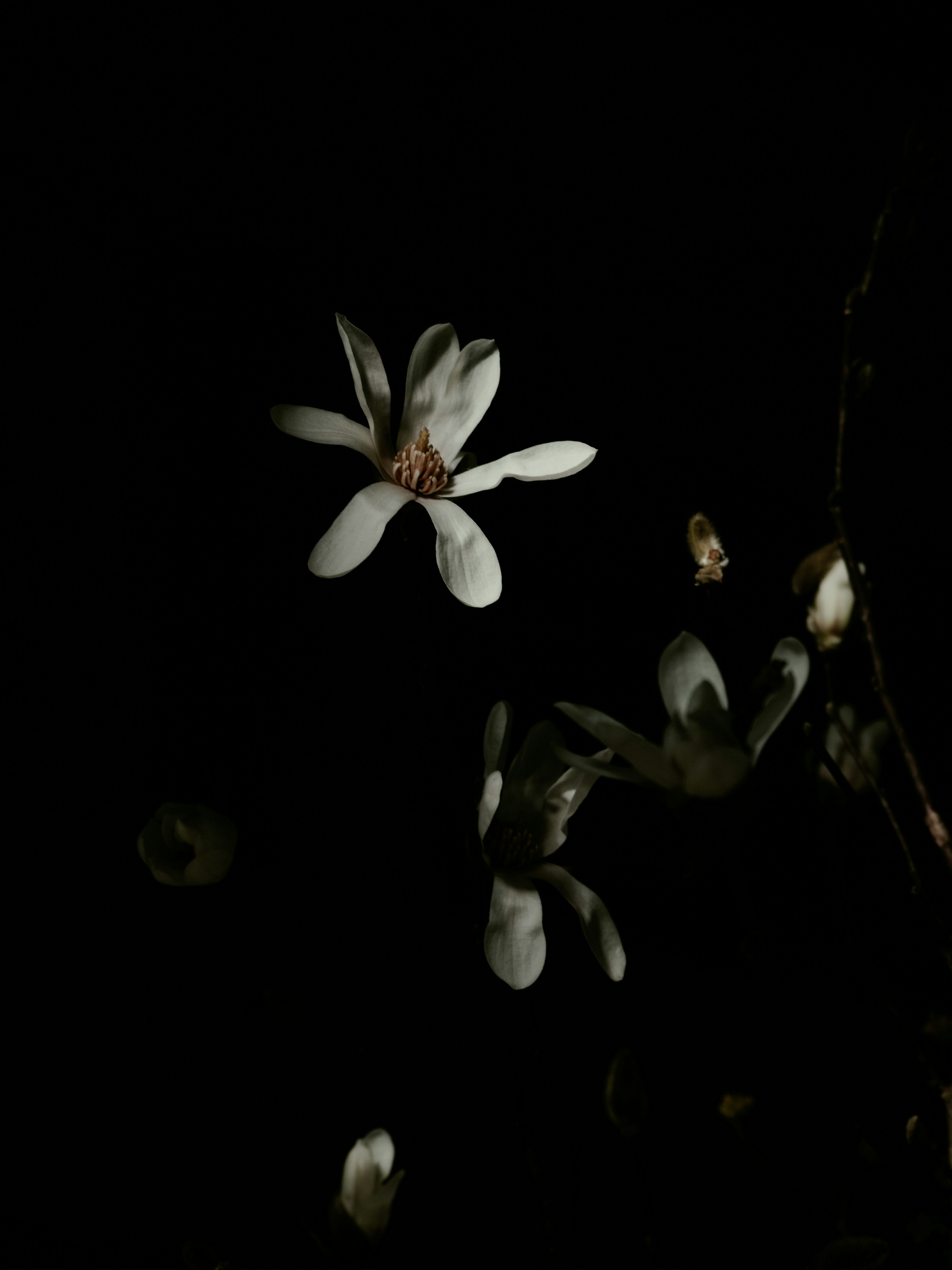 Nahaufnahme von weißen Blumen, die in der Dunkelheit blühen