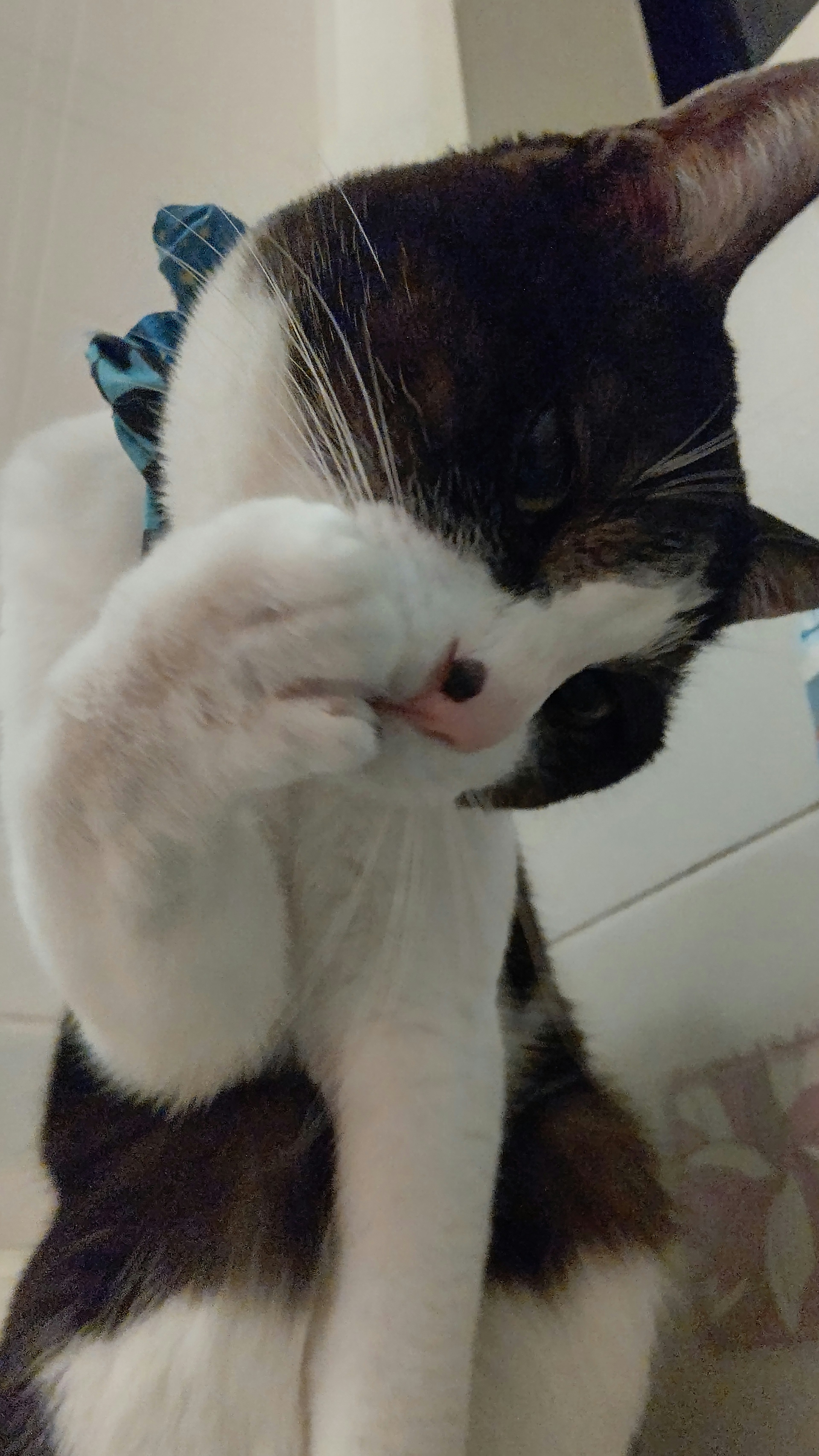 A calico cat cleaning its paw with a blue collar