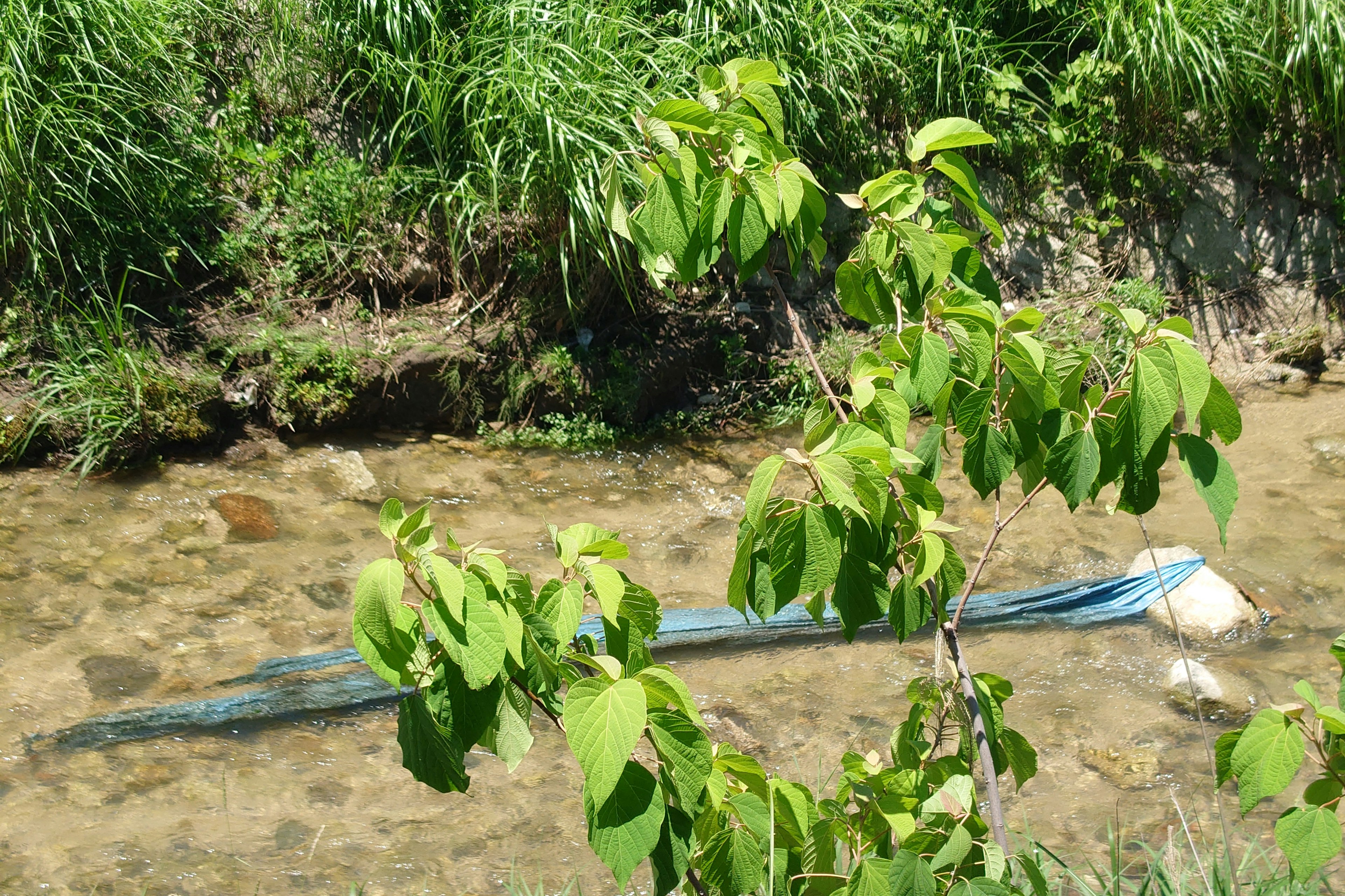 Green leaves and a stream with a blue cloth visible