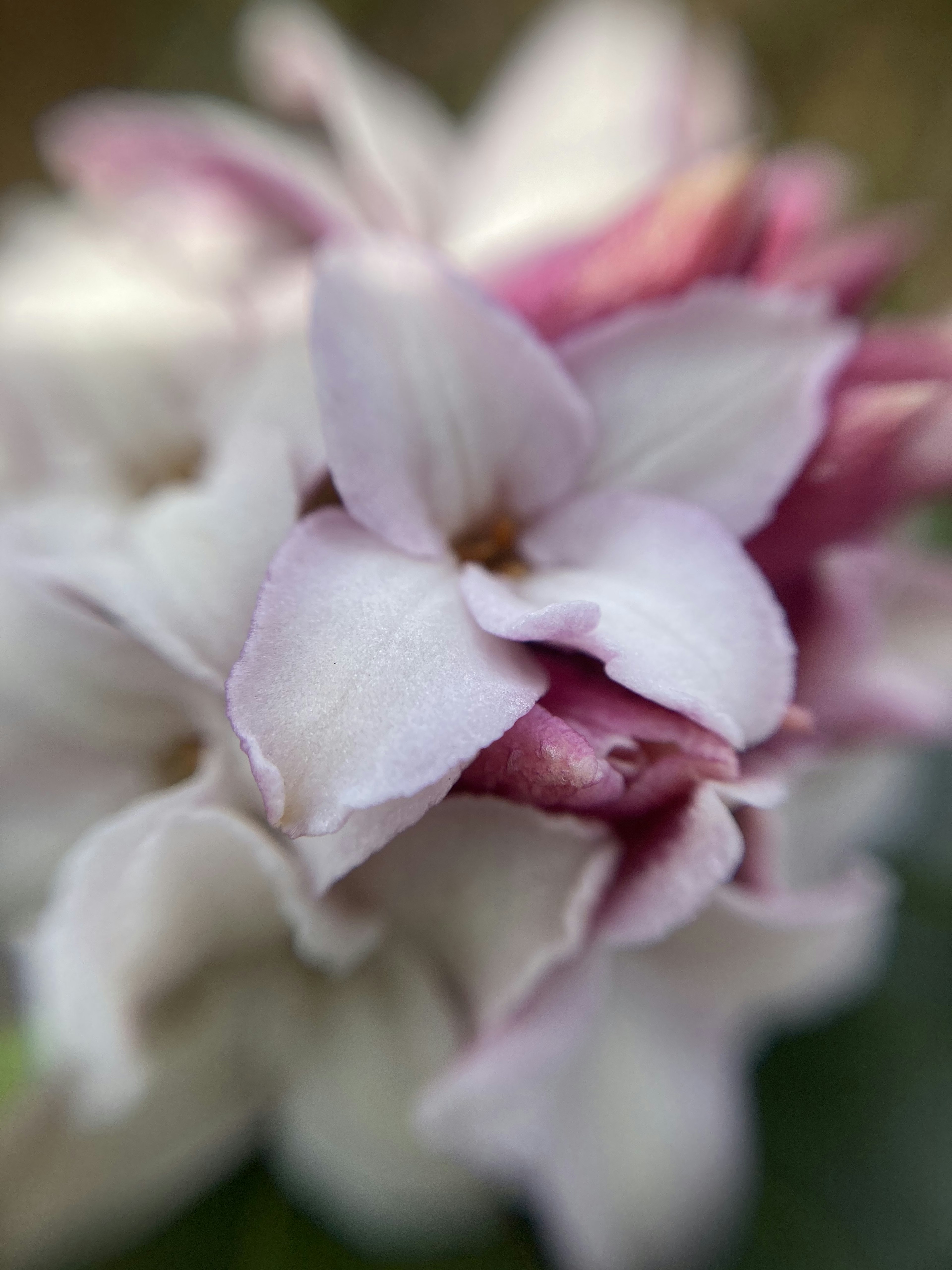 Acercamiento de una flor con pétalos rosa y blanco suaves