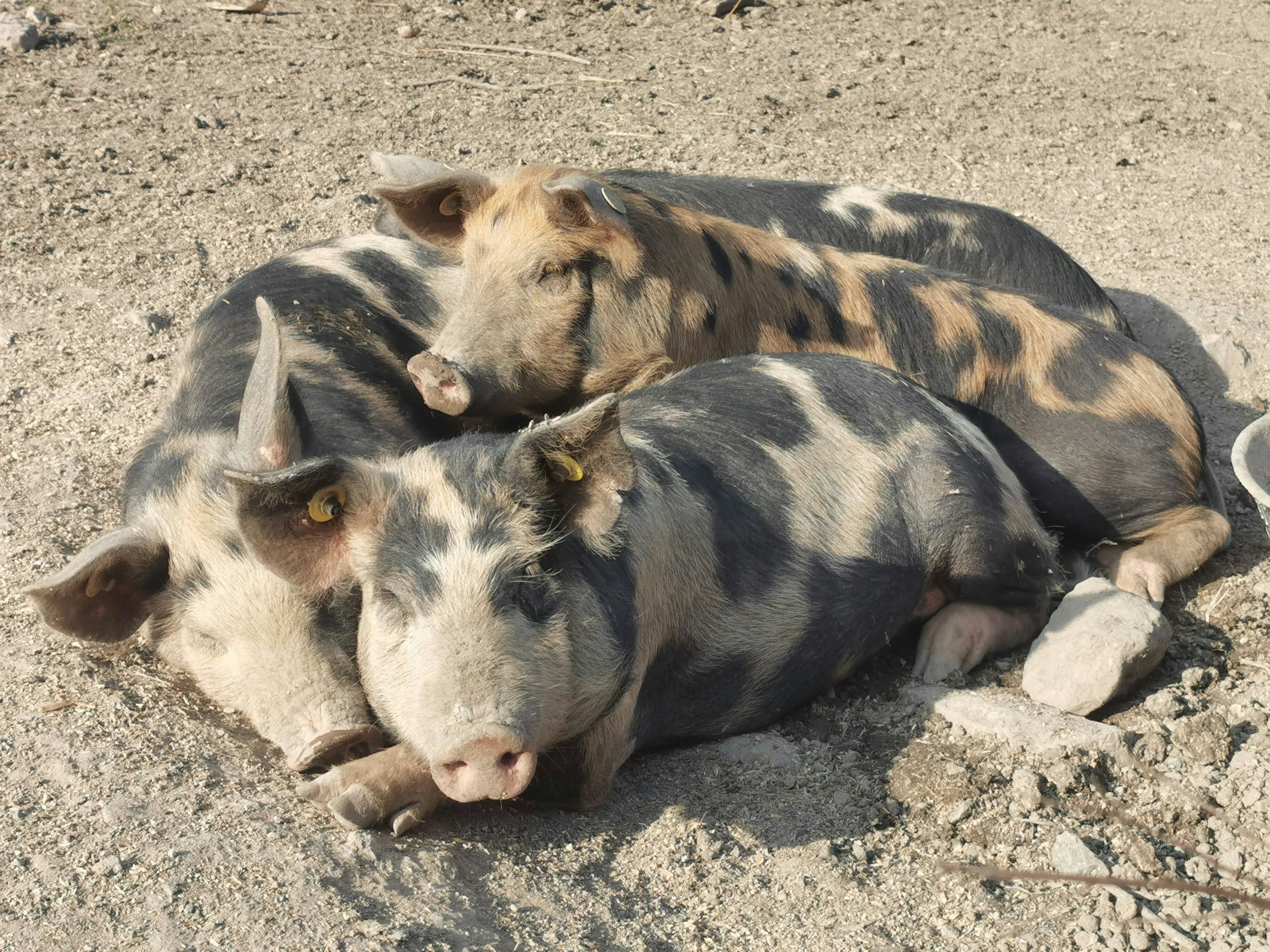 Three pigs lying together on the ground enjoying a sunny day