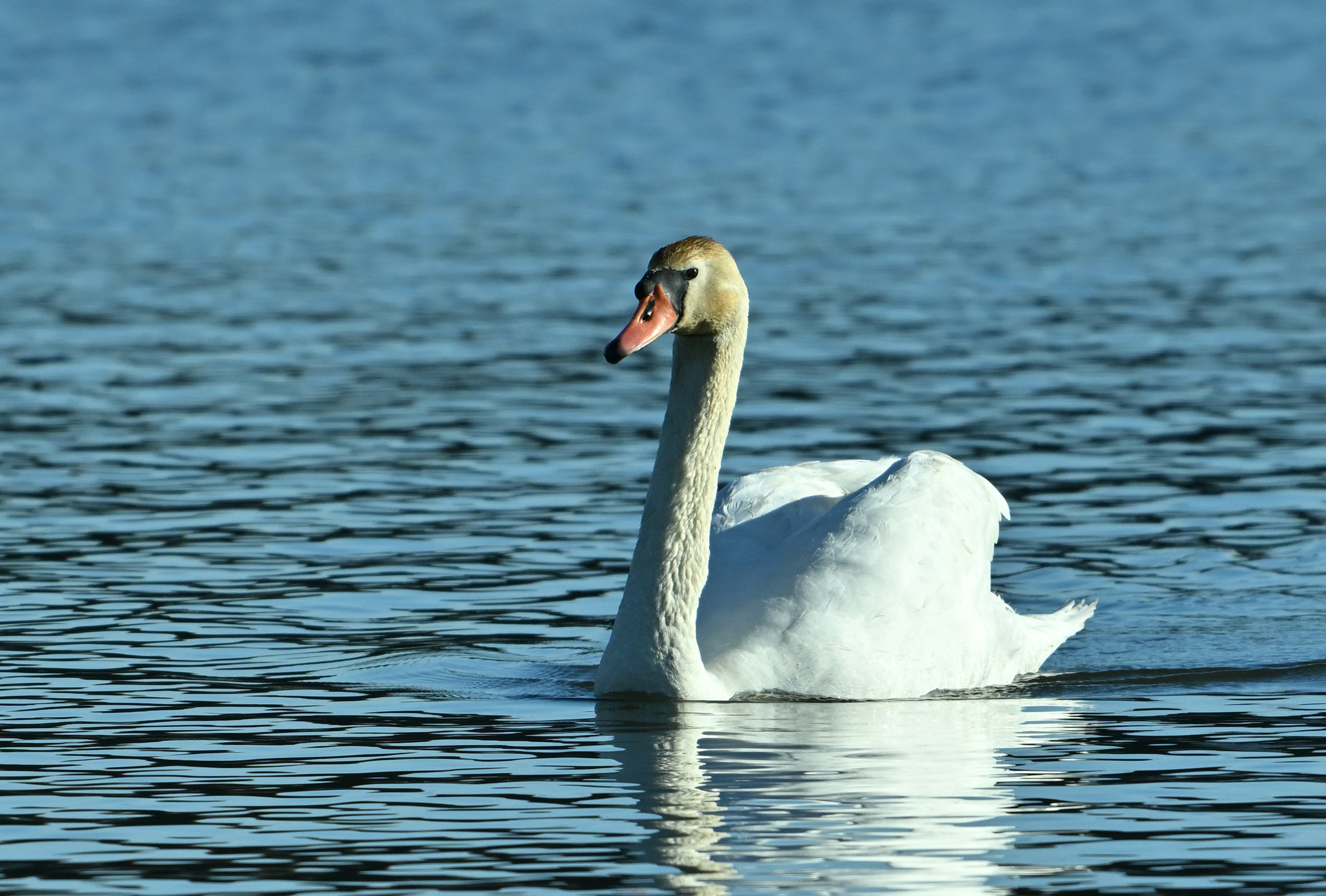 Un cisne nadando en la superficie del agua