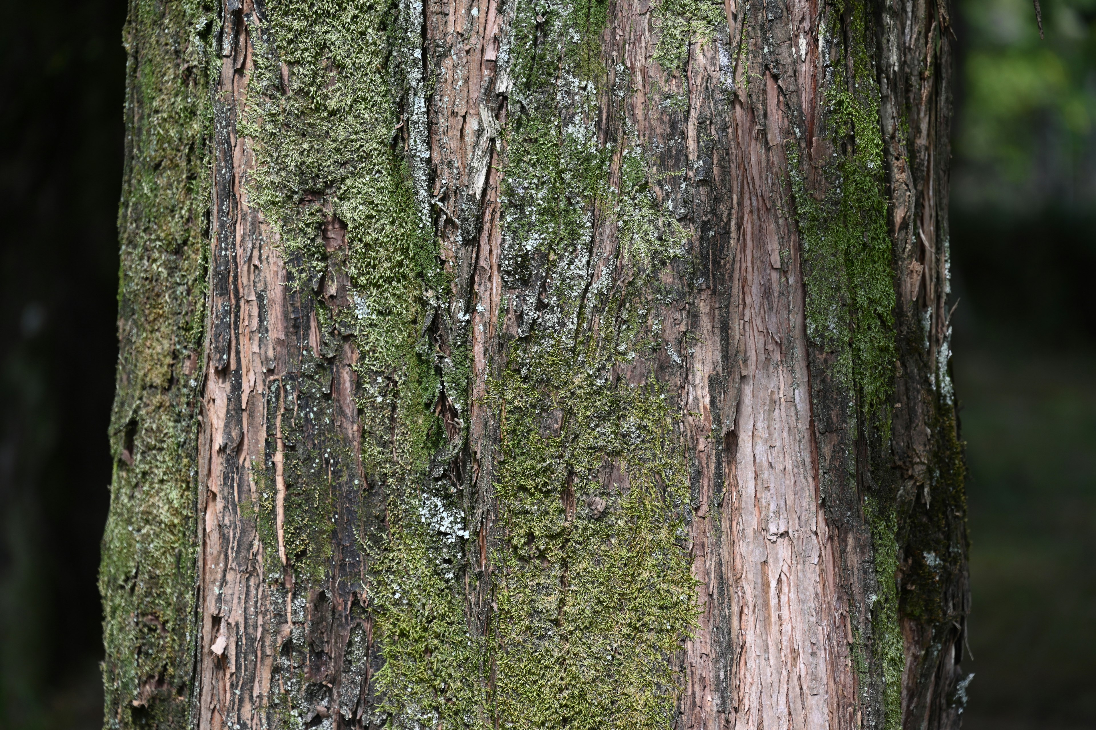 Textura detallada de un tronco de árbol con crecimiento de musgo