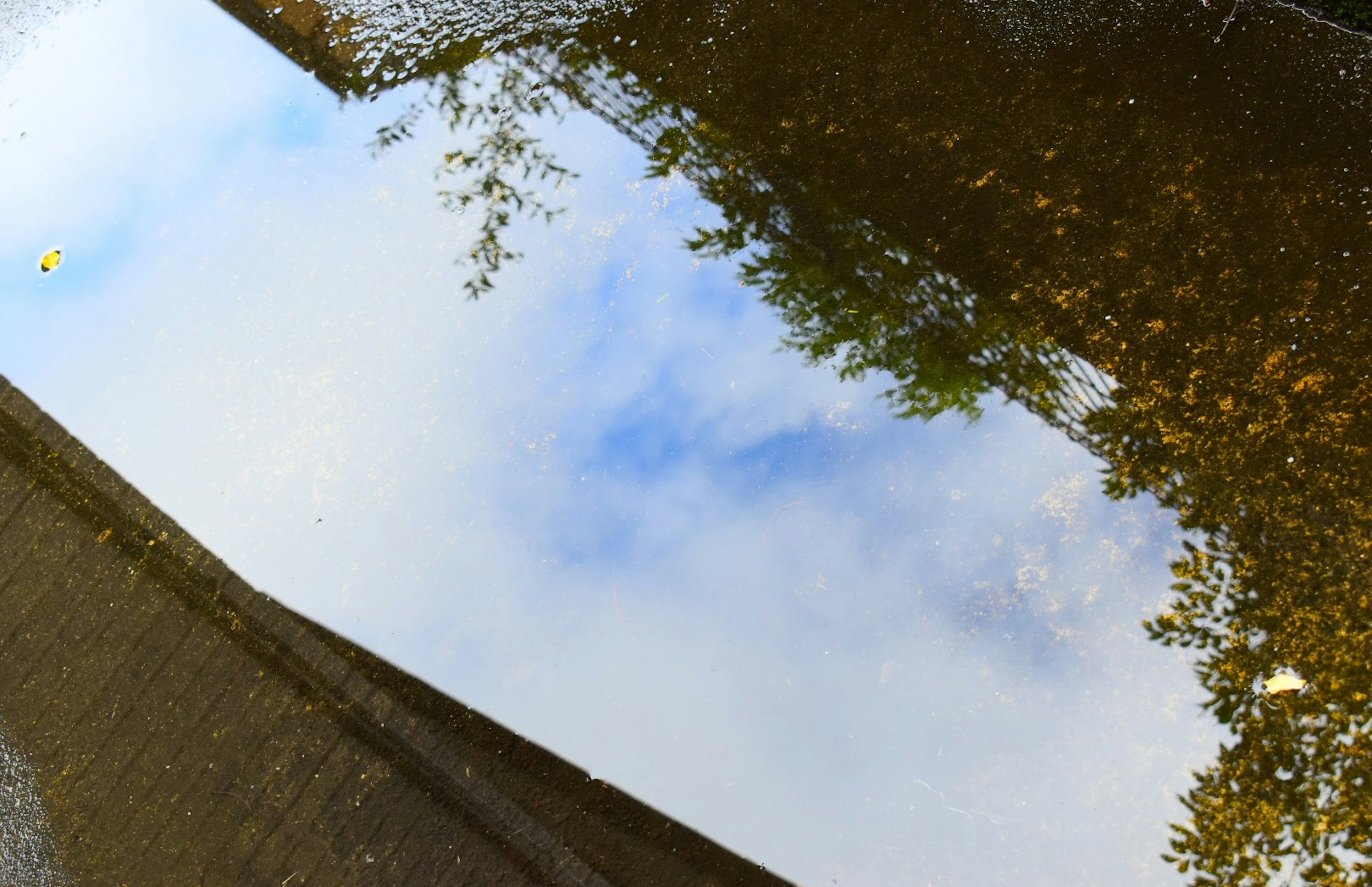 Réflexion du ciel bleu et des arbres dans une flaque d'eau