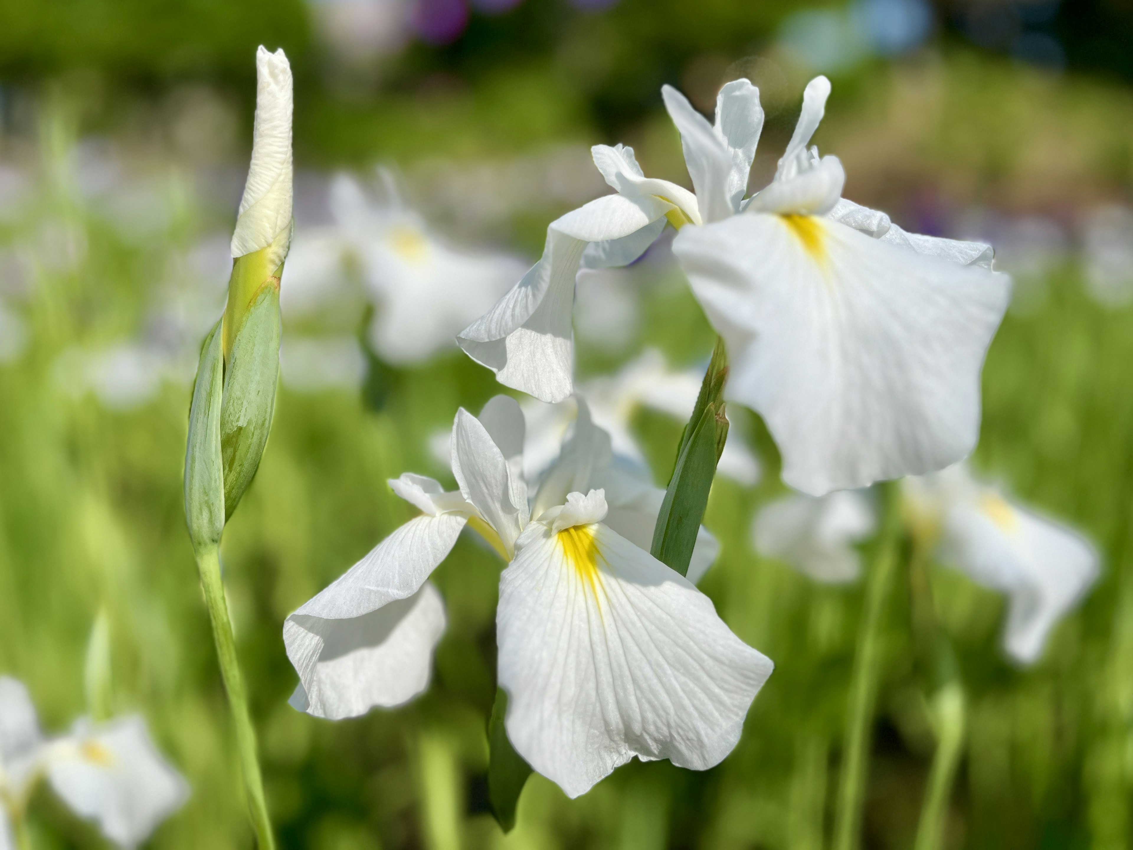 A cluster of white iris flowers with yellow accents among green foliage