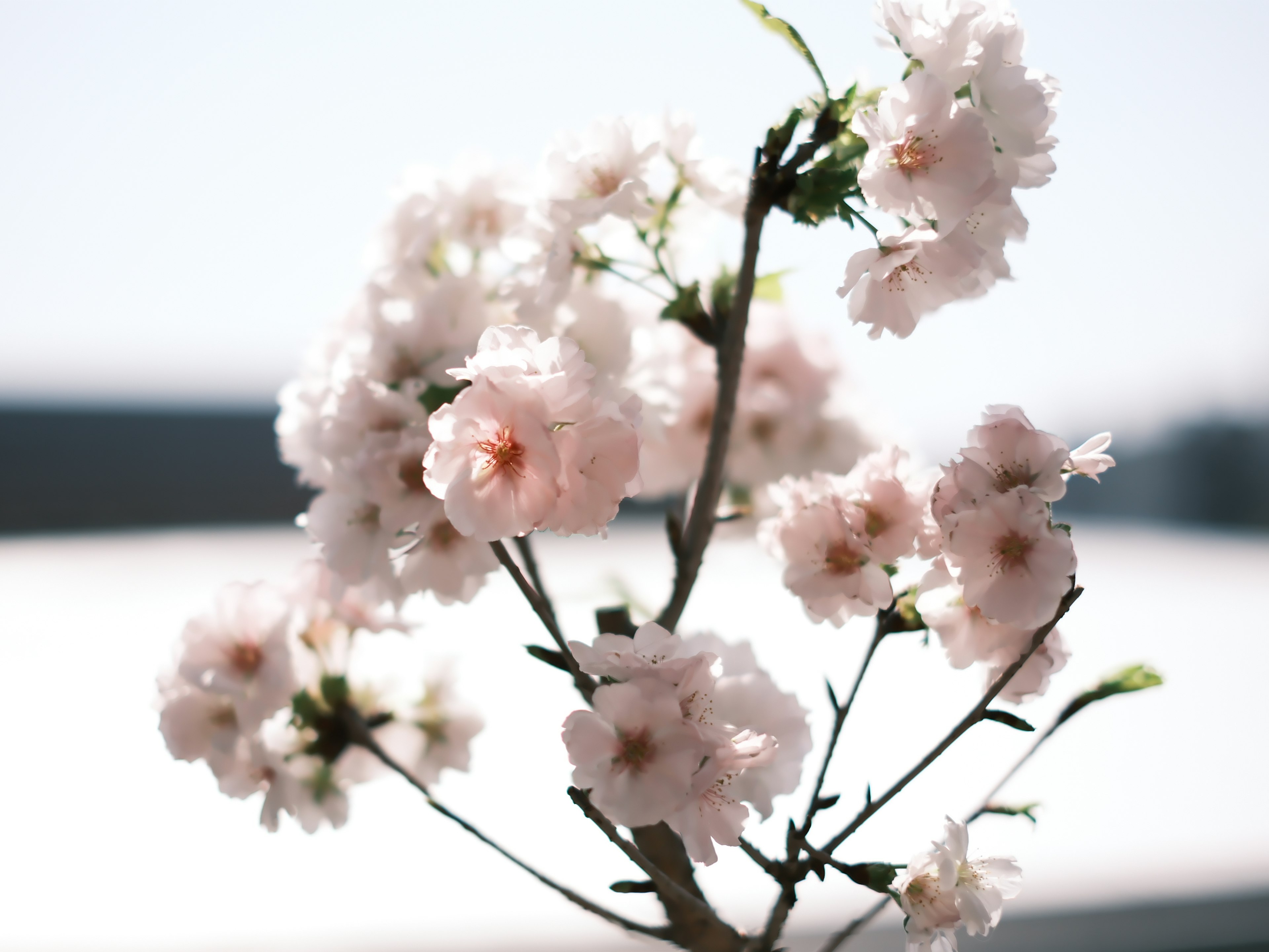 薄いピンクの桜の花が咲いている枝のクローズアップ