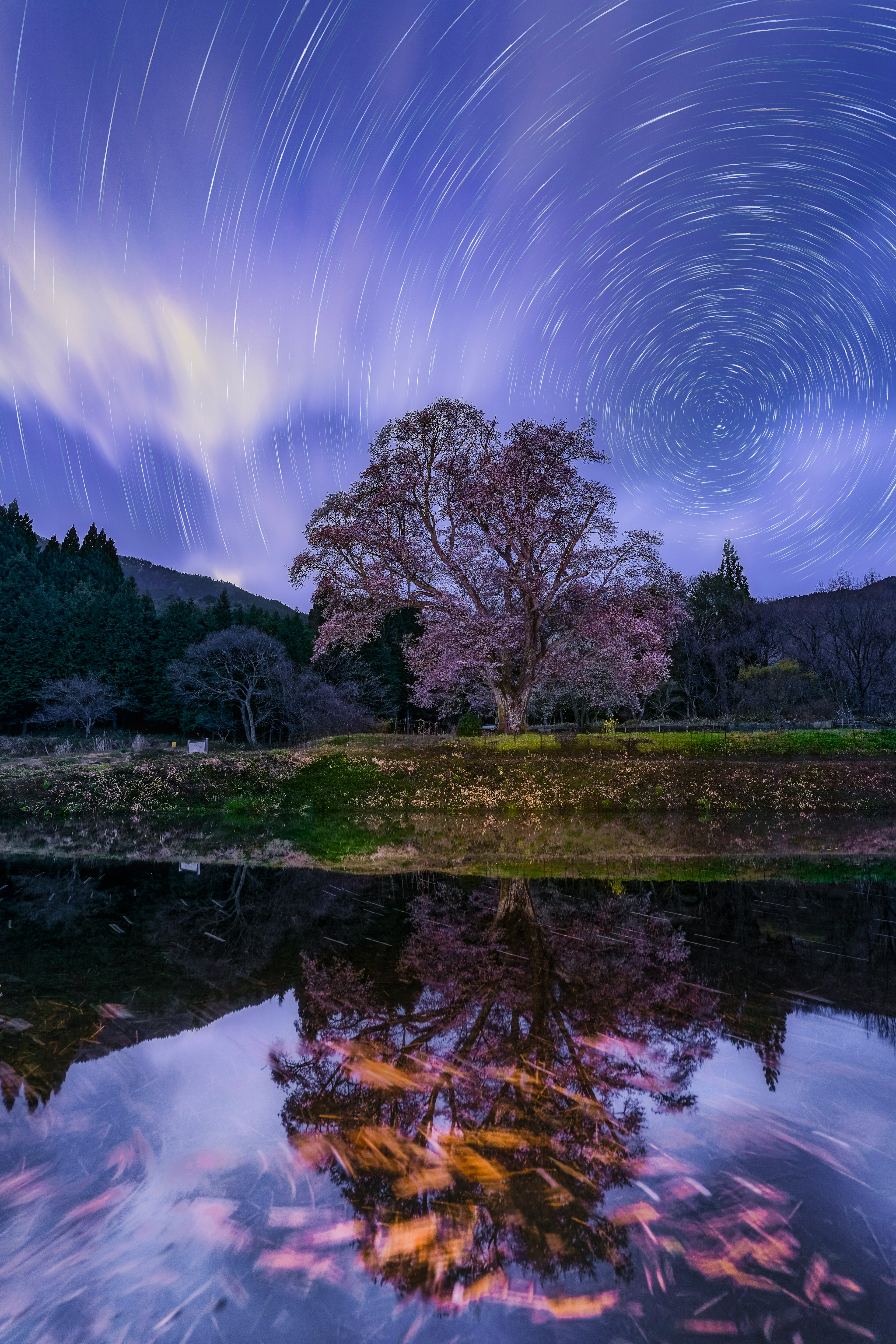 在旋轉的星空下，櫻花樹及其在水中的倒影的美麗景象