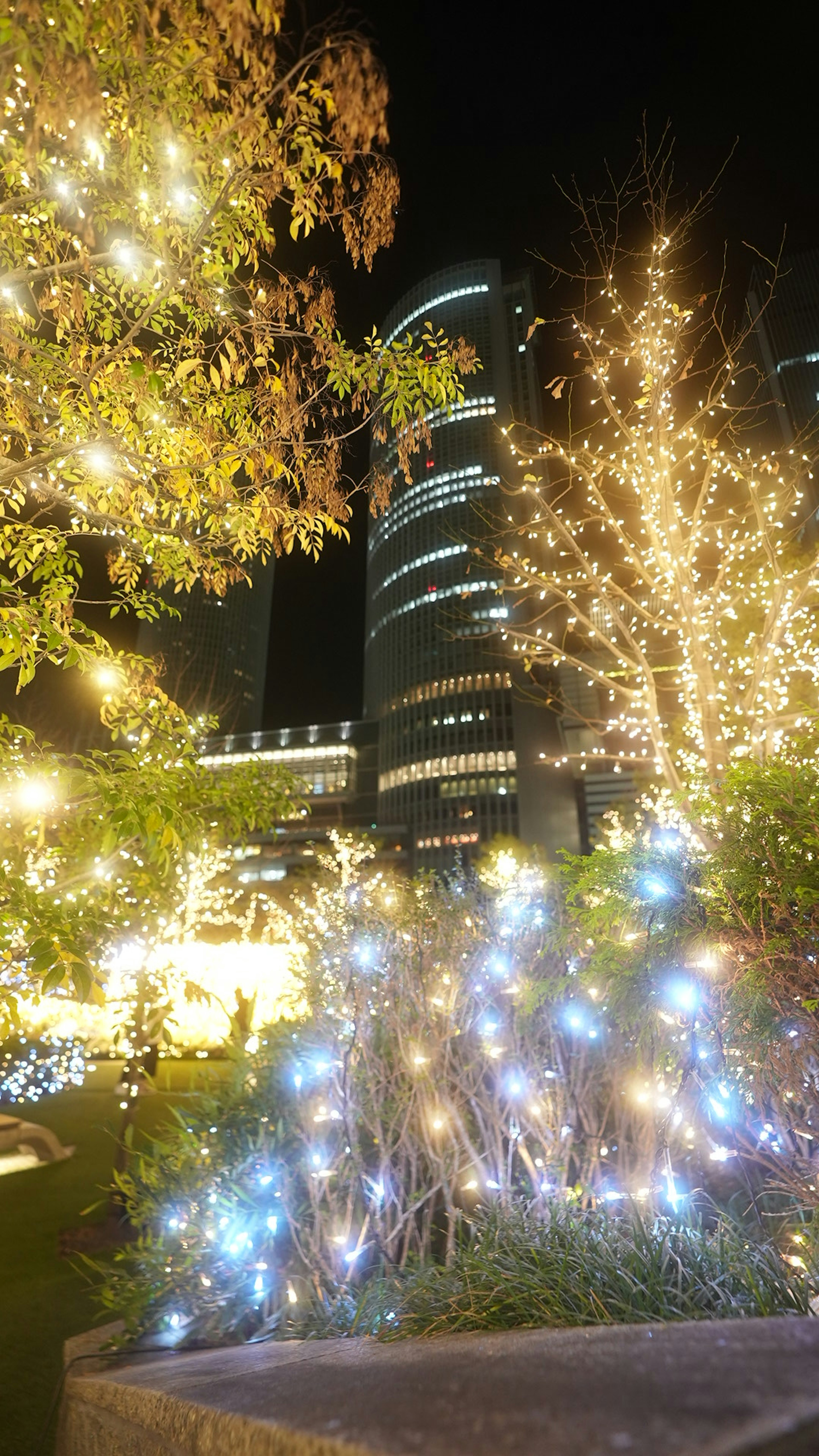 夜の公園に輝くイルミネーションと高層ビルの背景