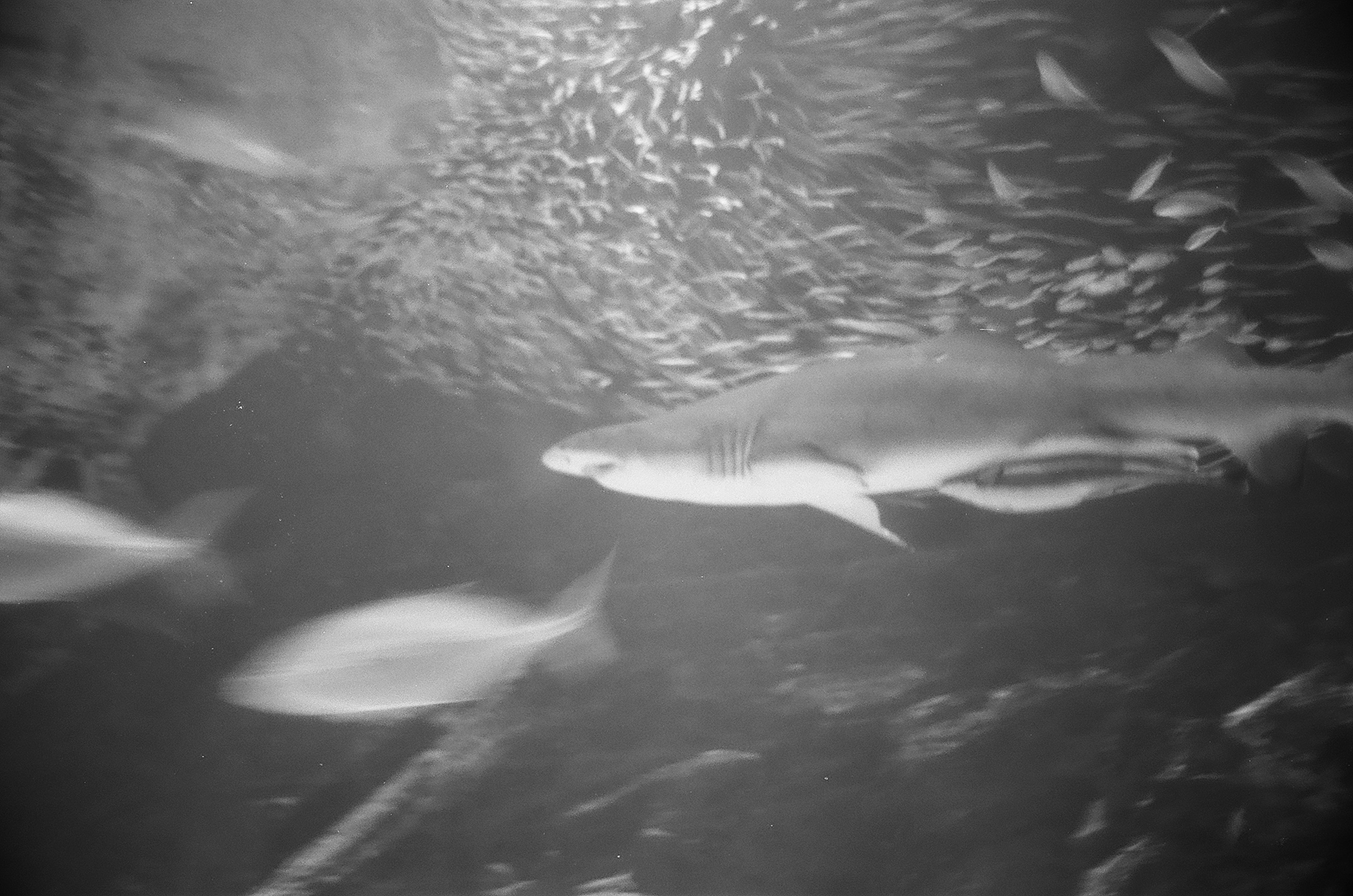 Ein Hai schwimmt zwischen einer Schule kleiner Fische