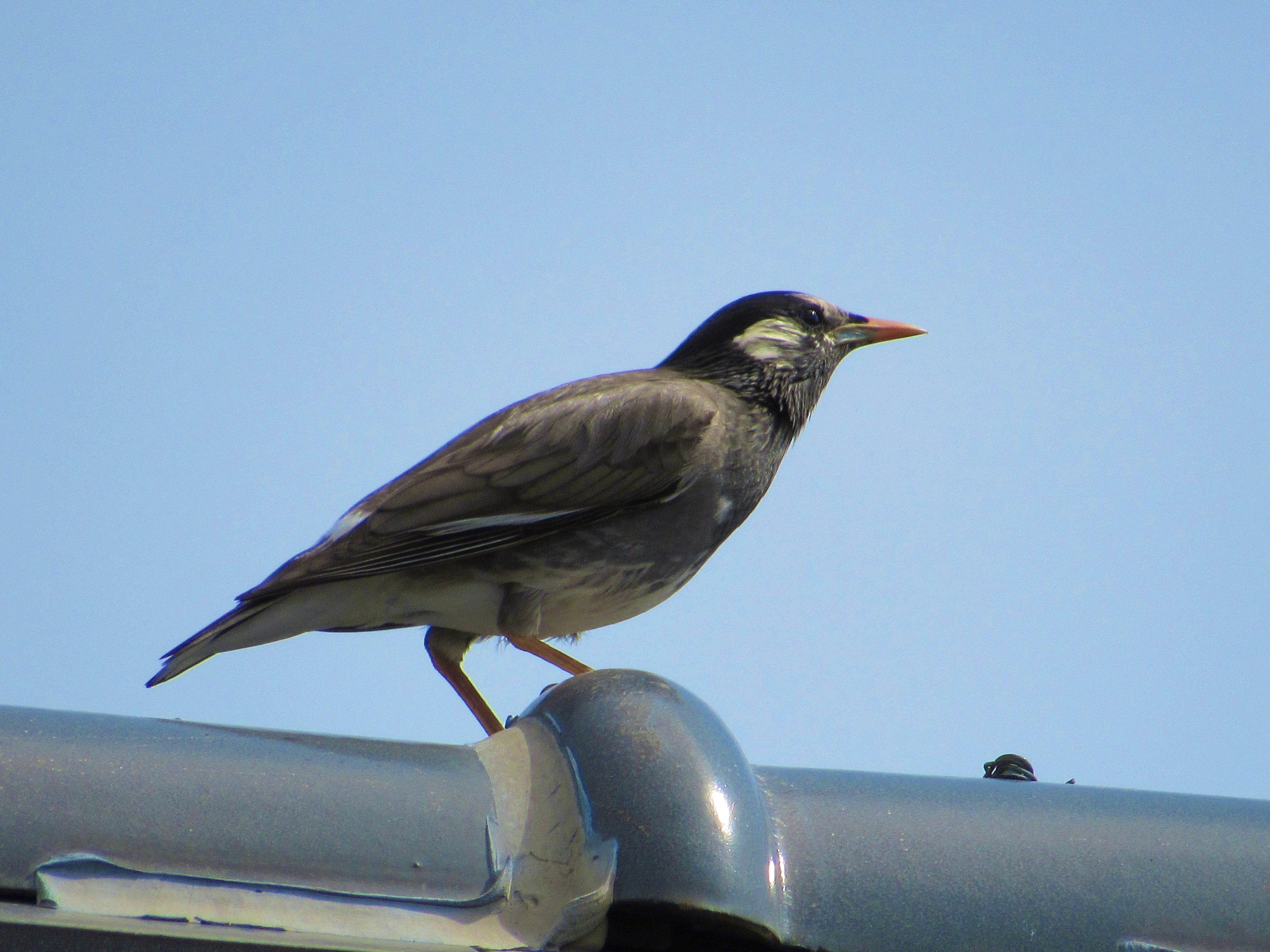 Grauer Vogel steht auf einem Dach