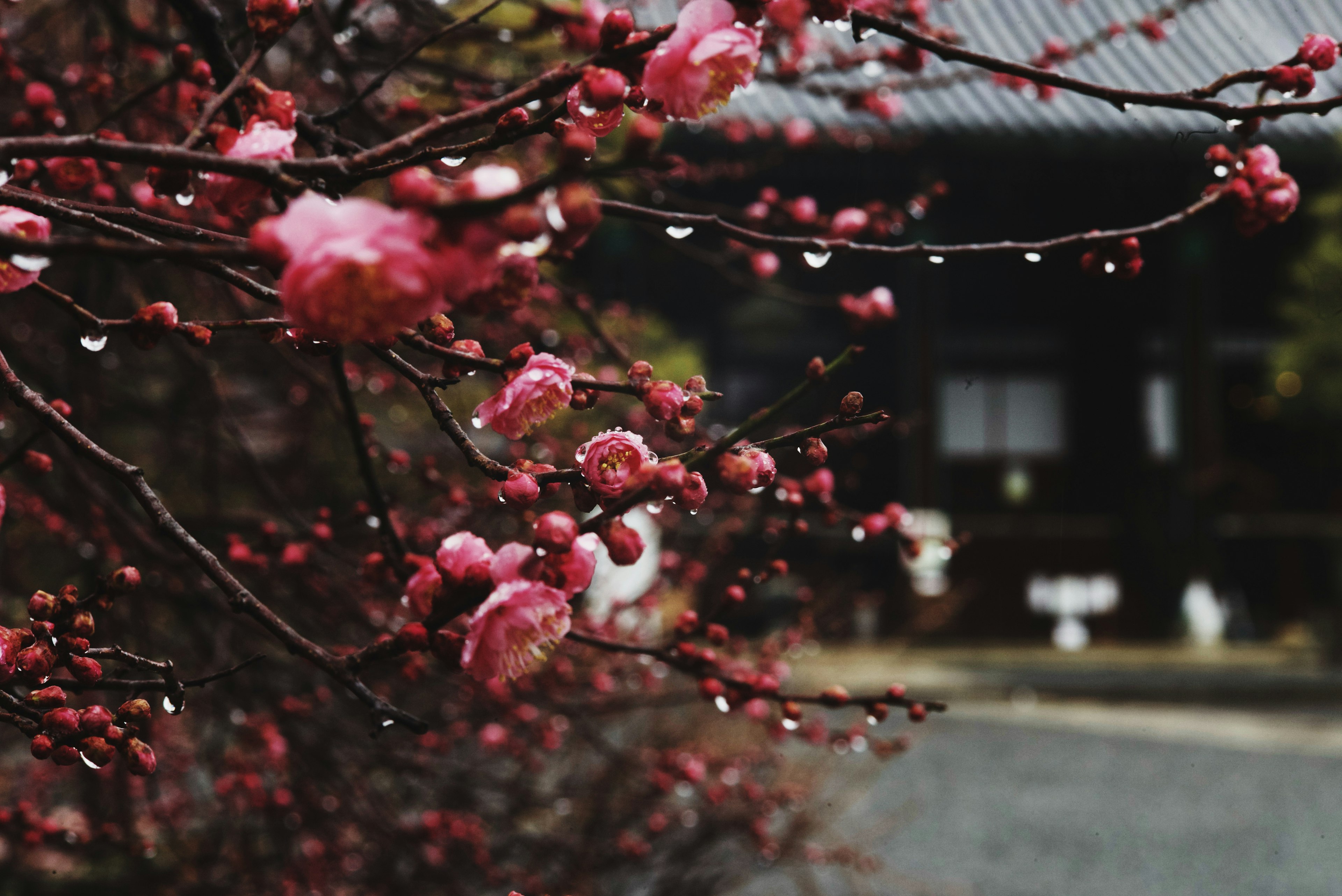 A serene view of cherry blossom branches with pink flowers and raindrops