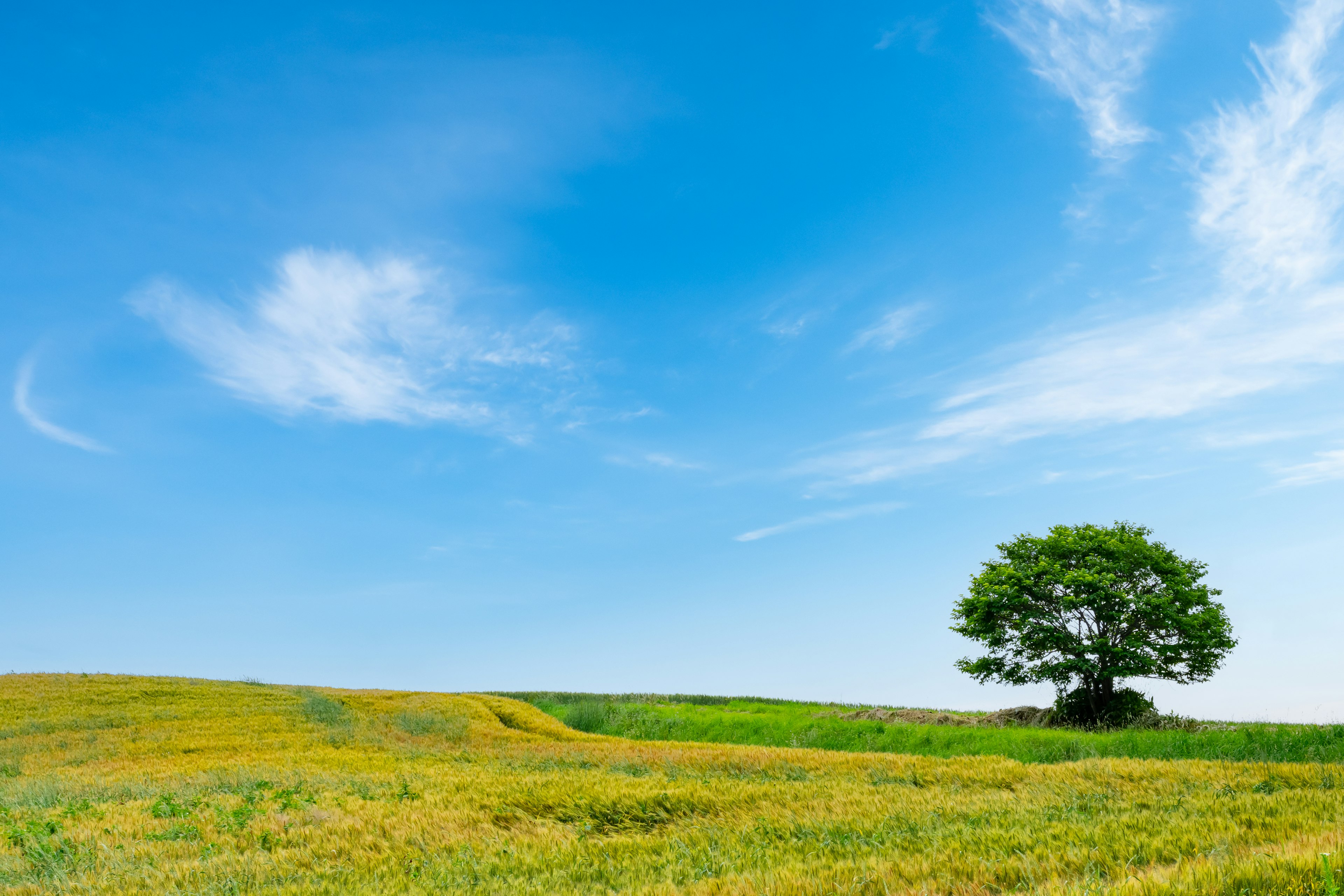 Ein einzelner Baum auf einer grünen Wiese unter einem blauen Himmel