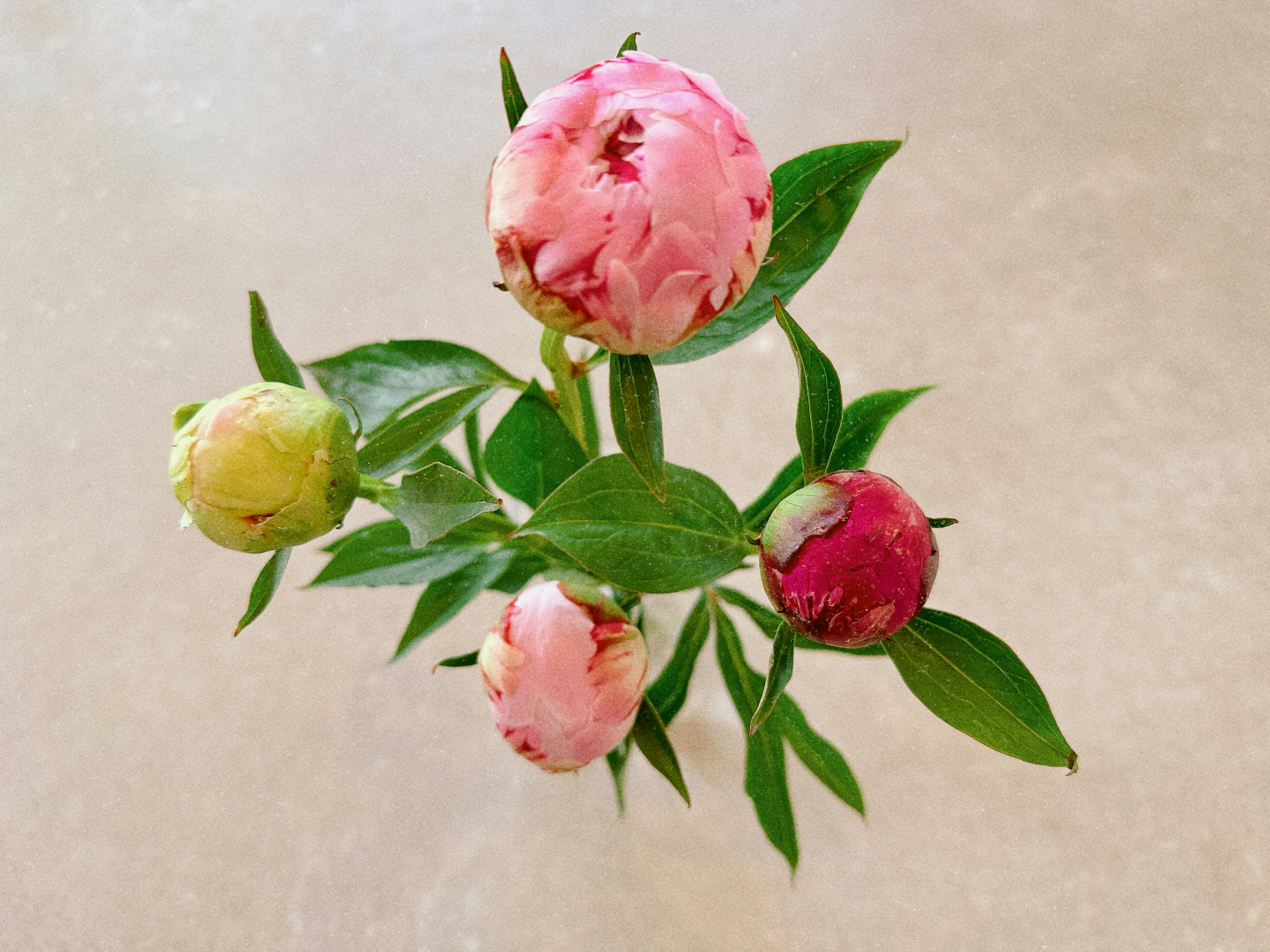 Arrangement of peony buds in various colors