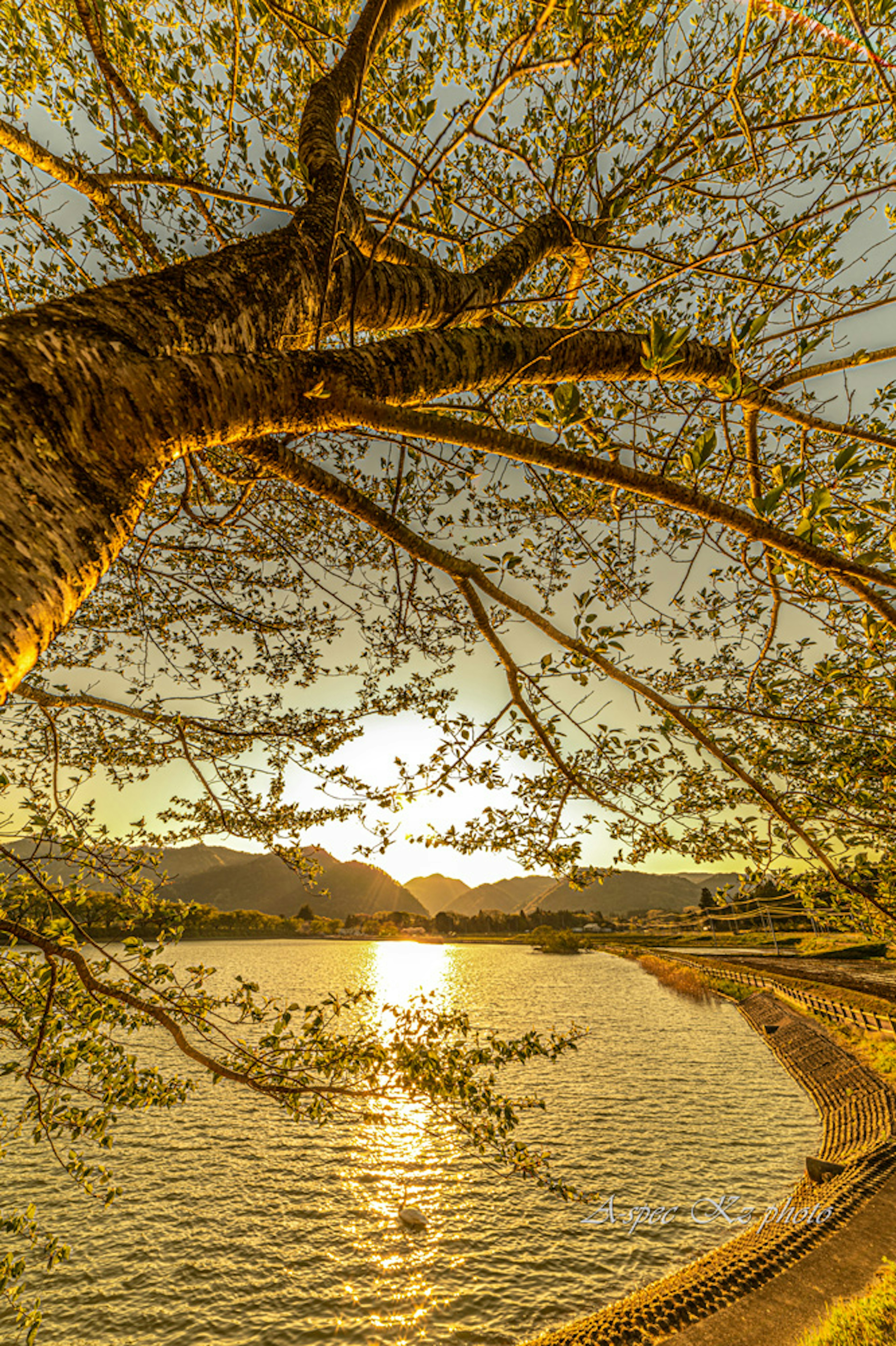 Magnifique coucher de soleil se reflétant sur l'eau Grandes branches d'arbre s'étendent au premier plan Tranquillité de la nature ressentie