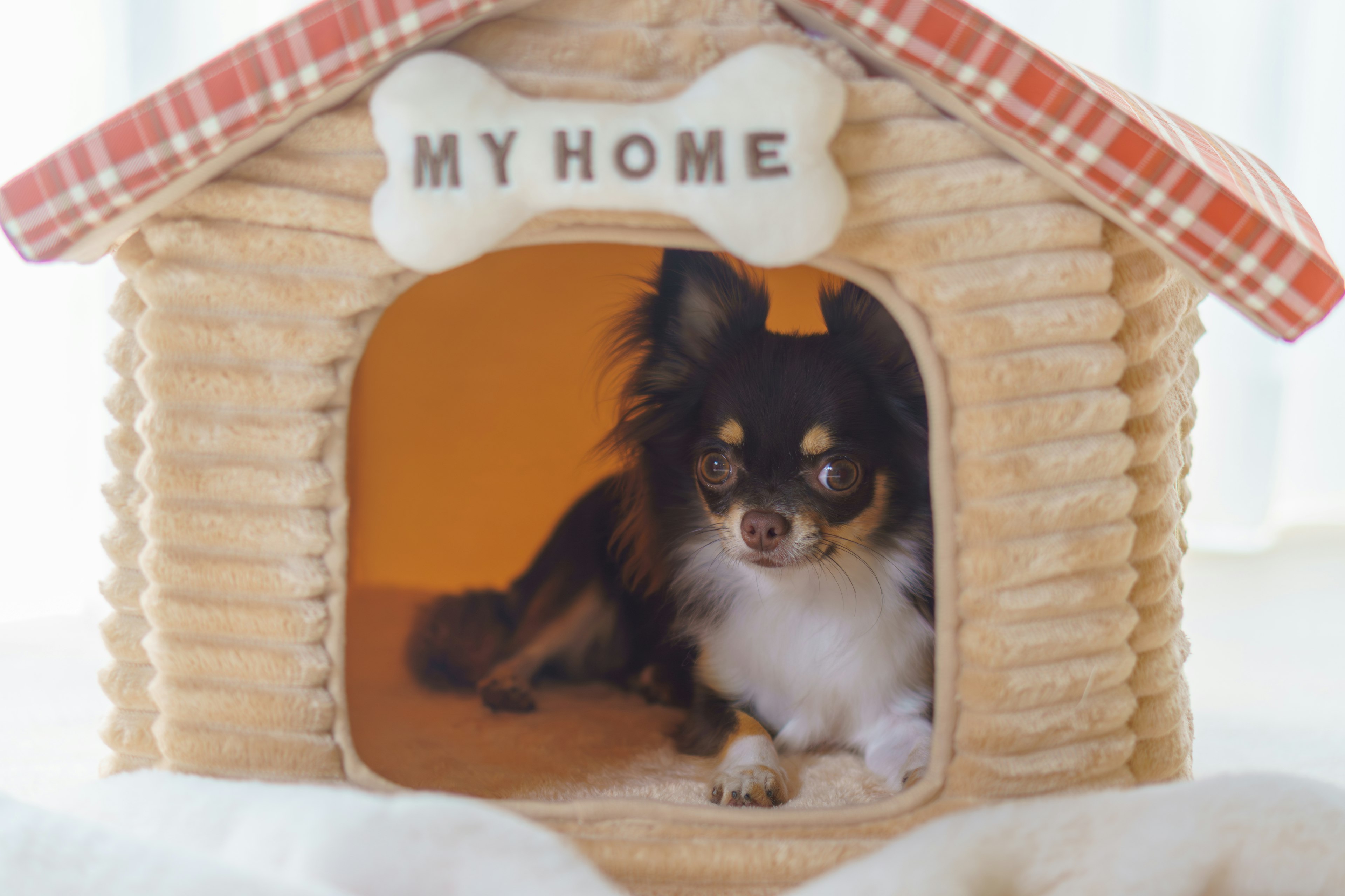 Chihuahua-Hund in einem gemütlichen Hundehäuschen mit einem Schild, das MEIN ZUHAUSE sagt