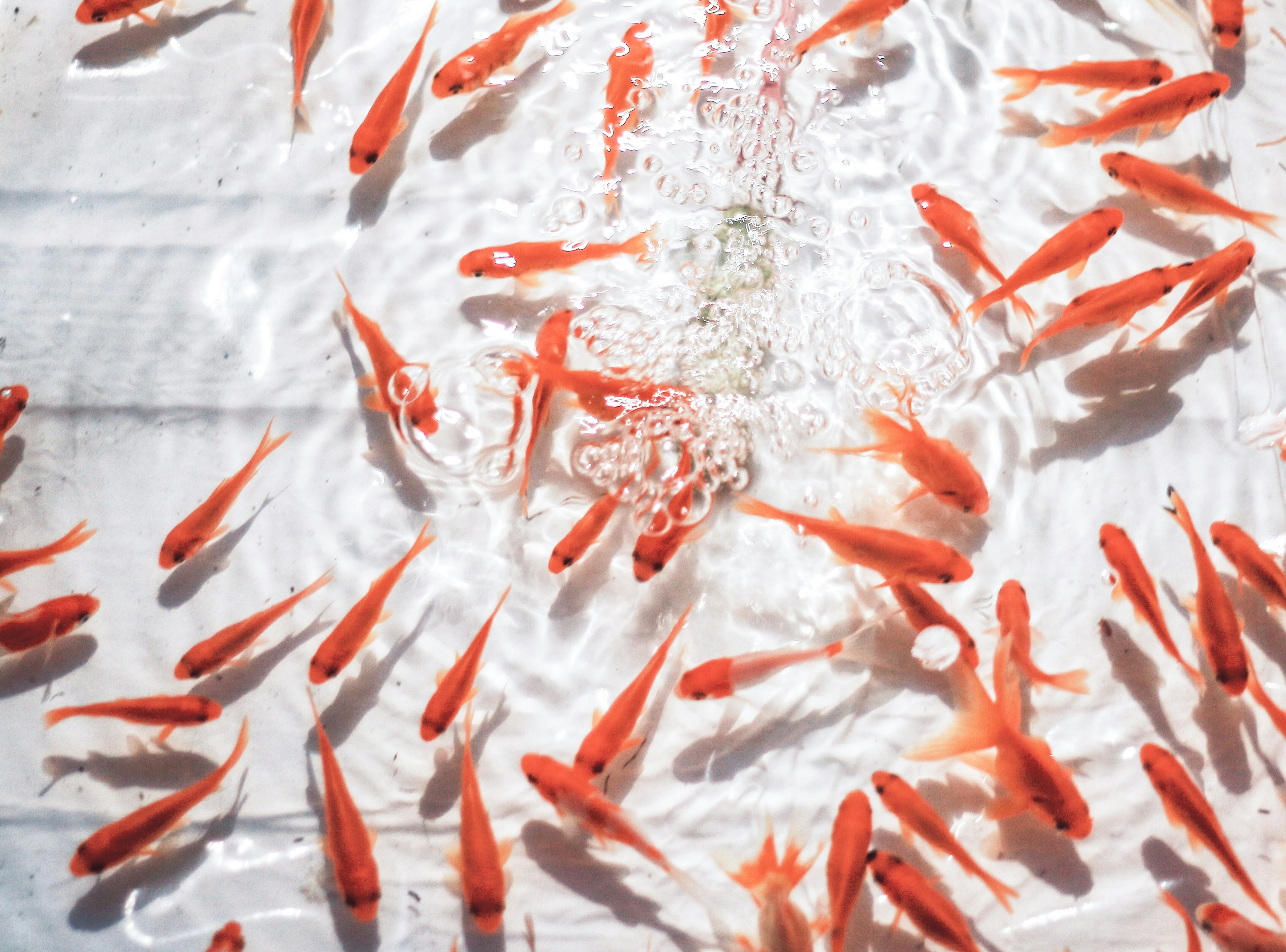 Ein Schwarm Goldfische schwimmt an der Wasseroberfläche leuchtend orange Farbe