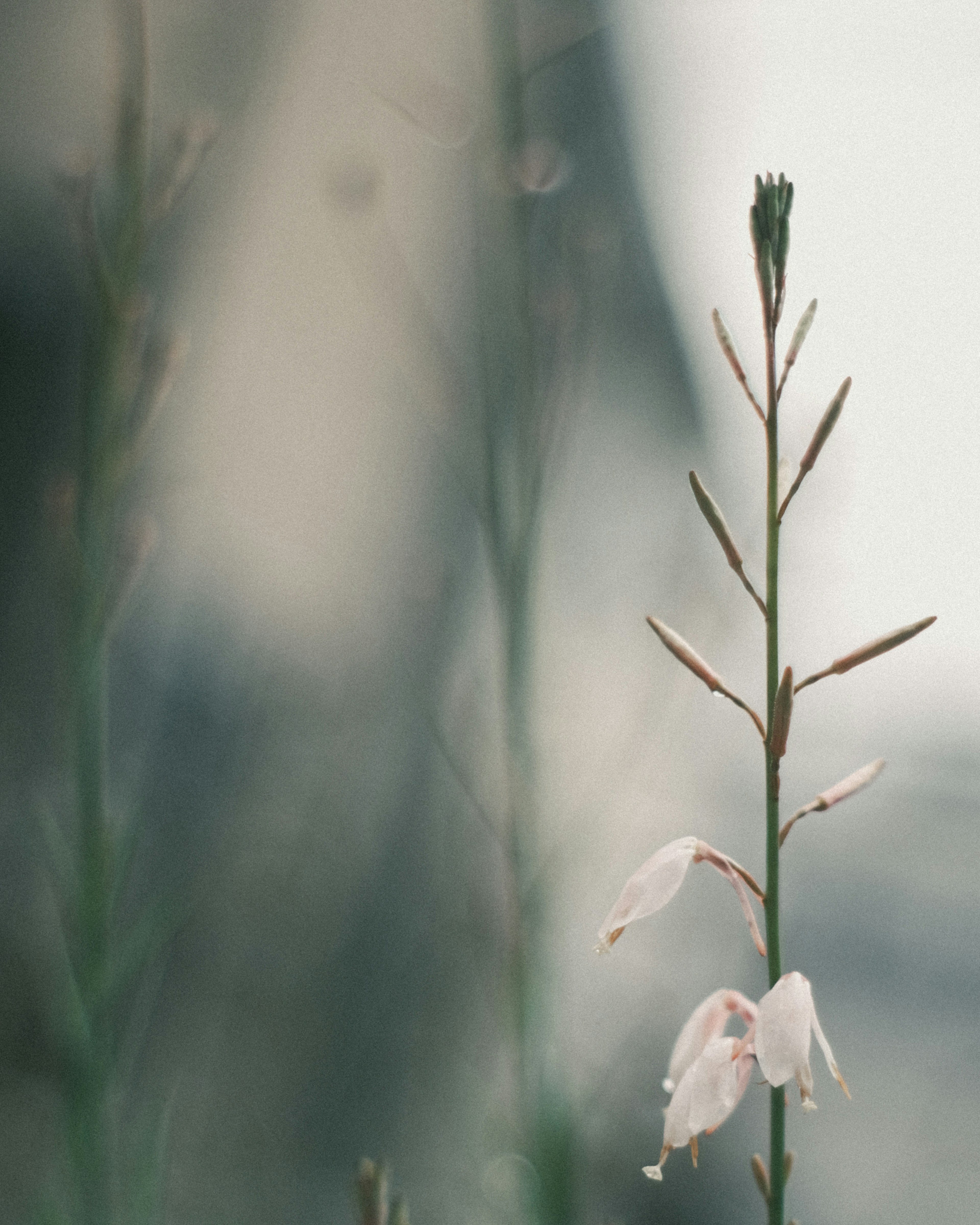 白い花が咲いている細い茎の植物のクローズアップ背景がぼやけている