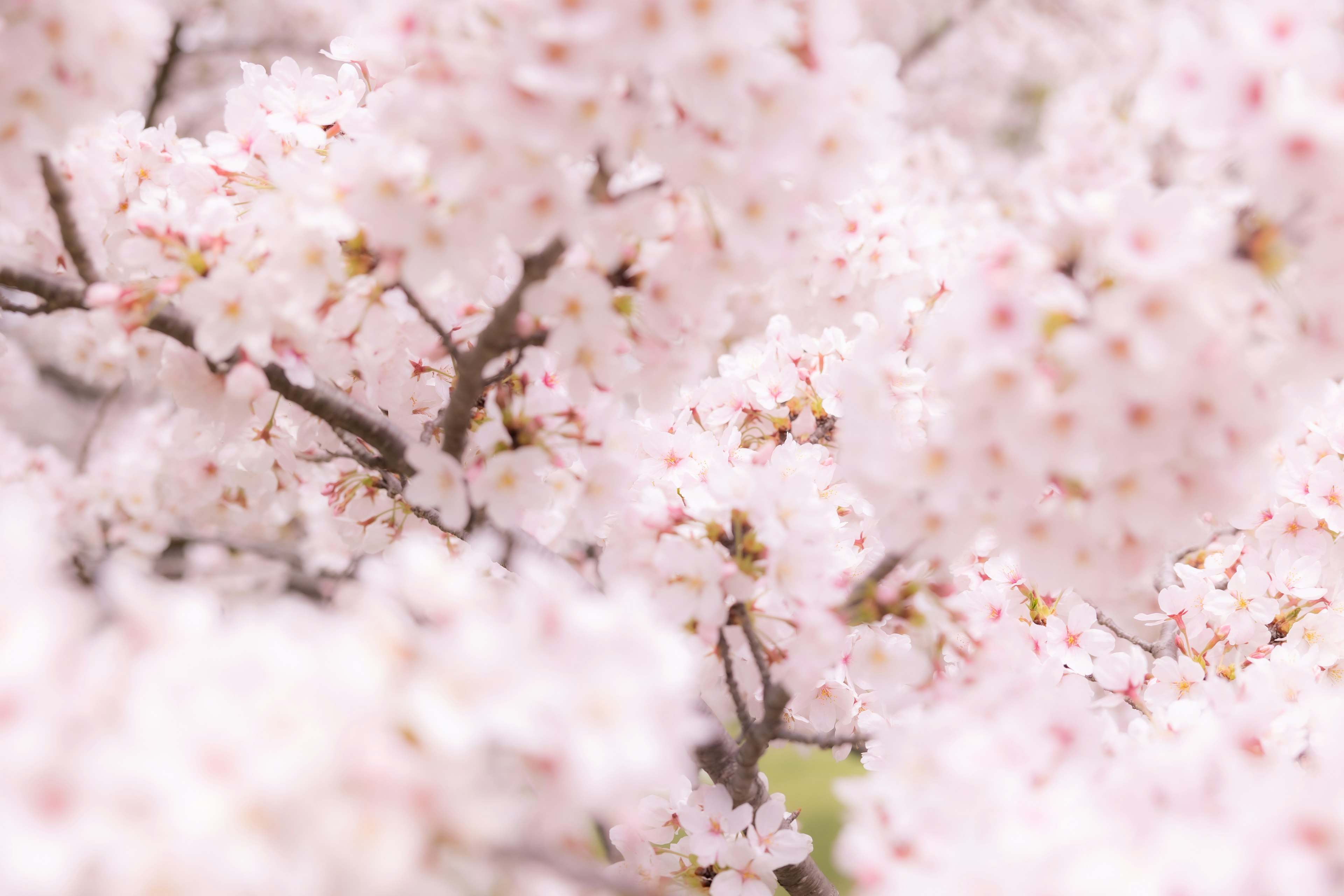 淡いピンクの桜の花が咲いている様子のクローズアップ