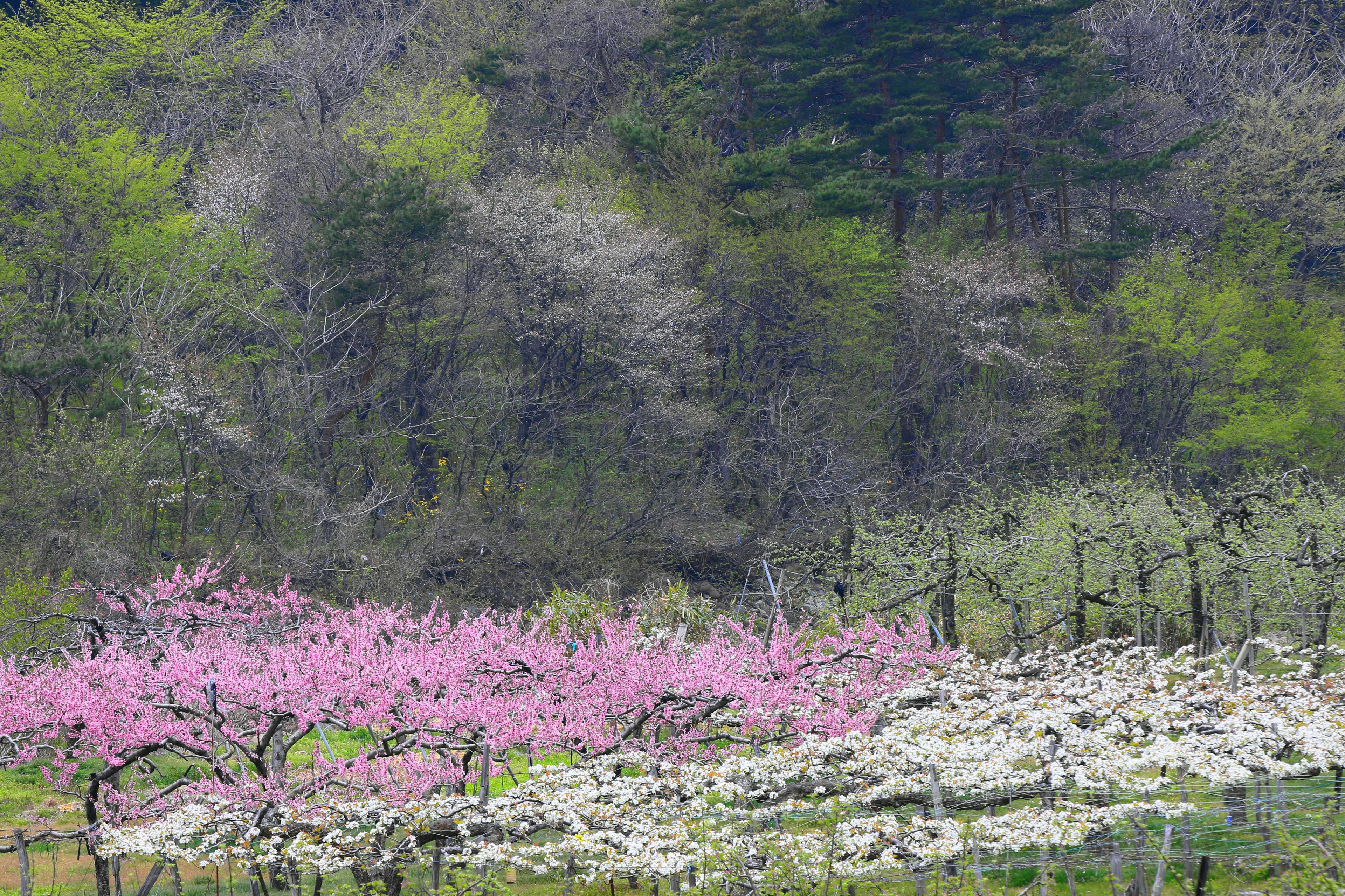 ทิวทัศน์ที่มีสีสันพร้อมดอกไม้บาน โดยเฉพาะดอกไม้สีชมพูและสีขาว