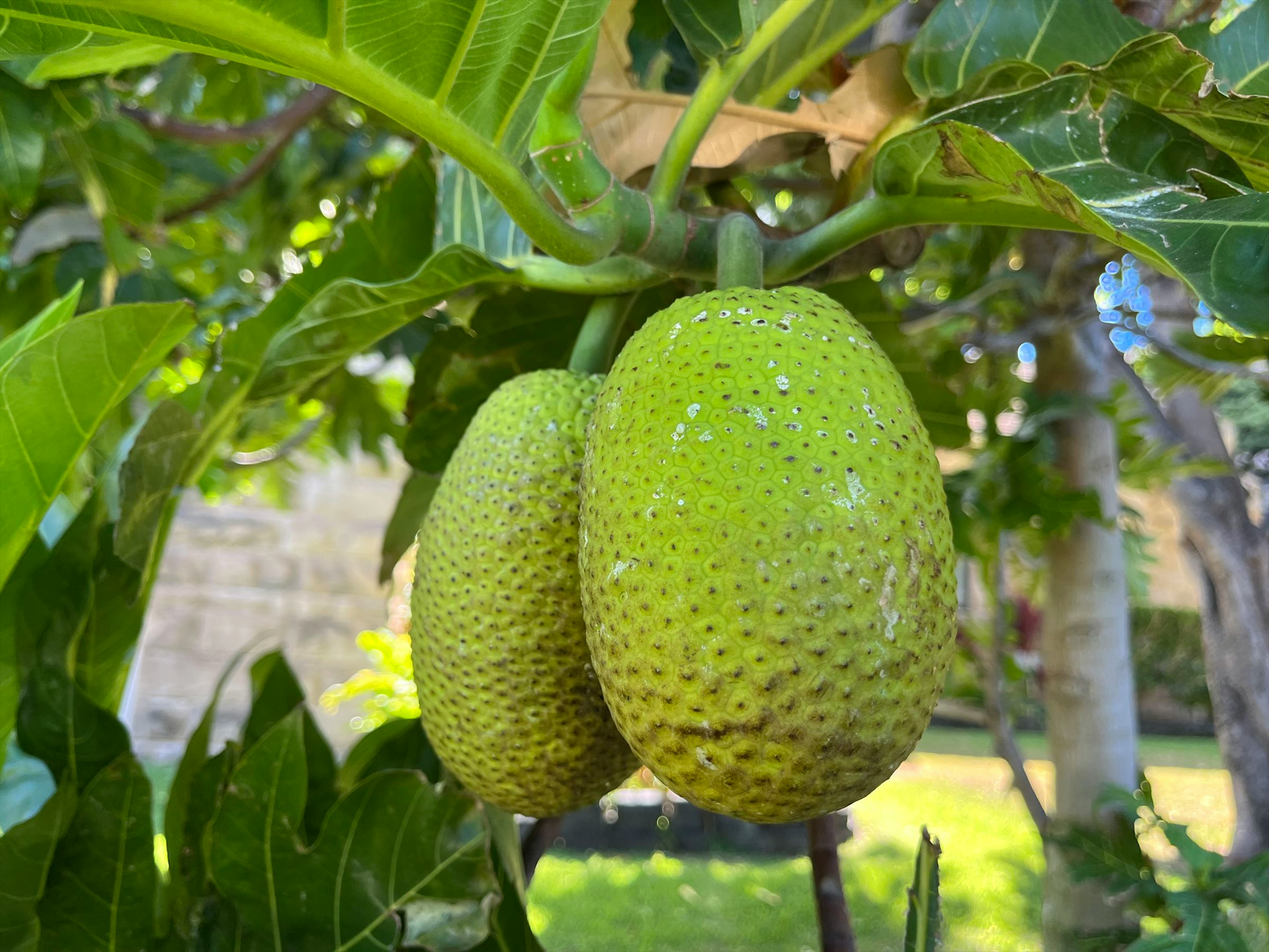 Due frutti verdi appesi a un albero