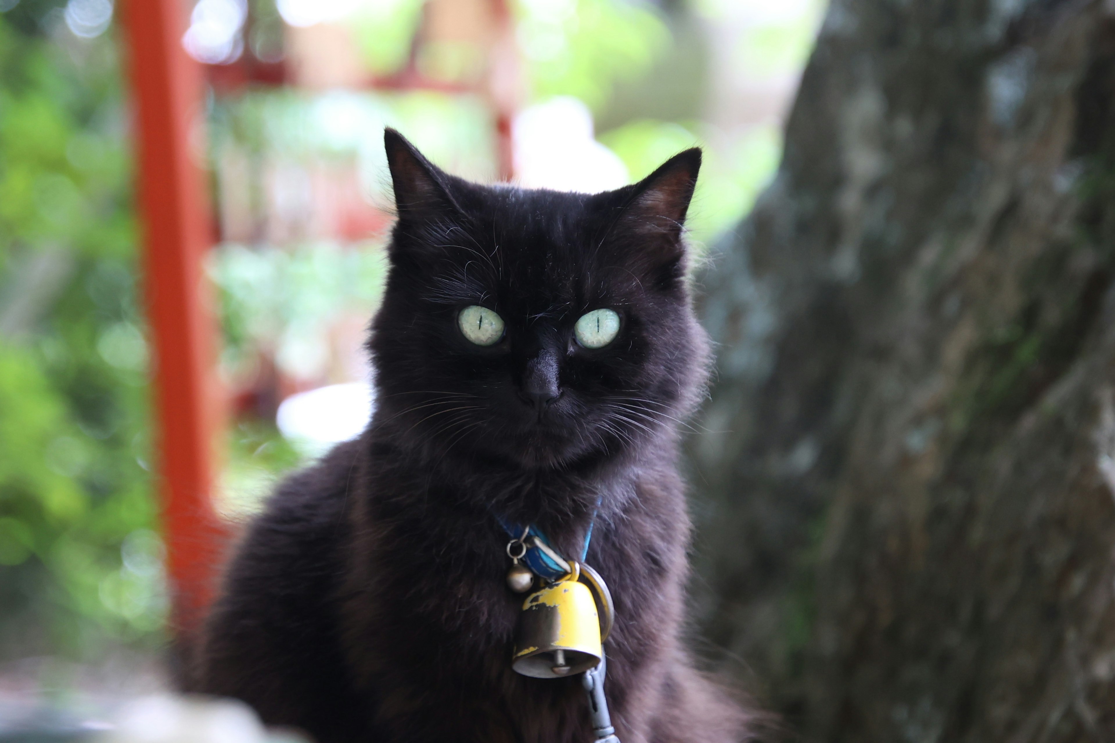 Seekor kucing hitam dengan lonceng menatap tajam di latar belakang hijau