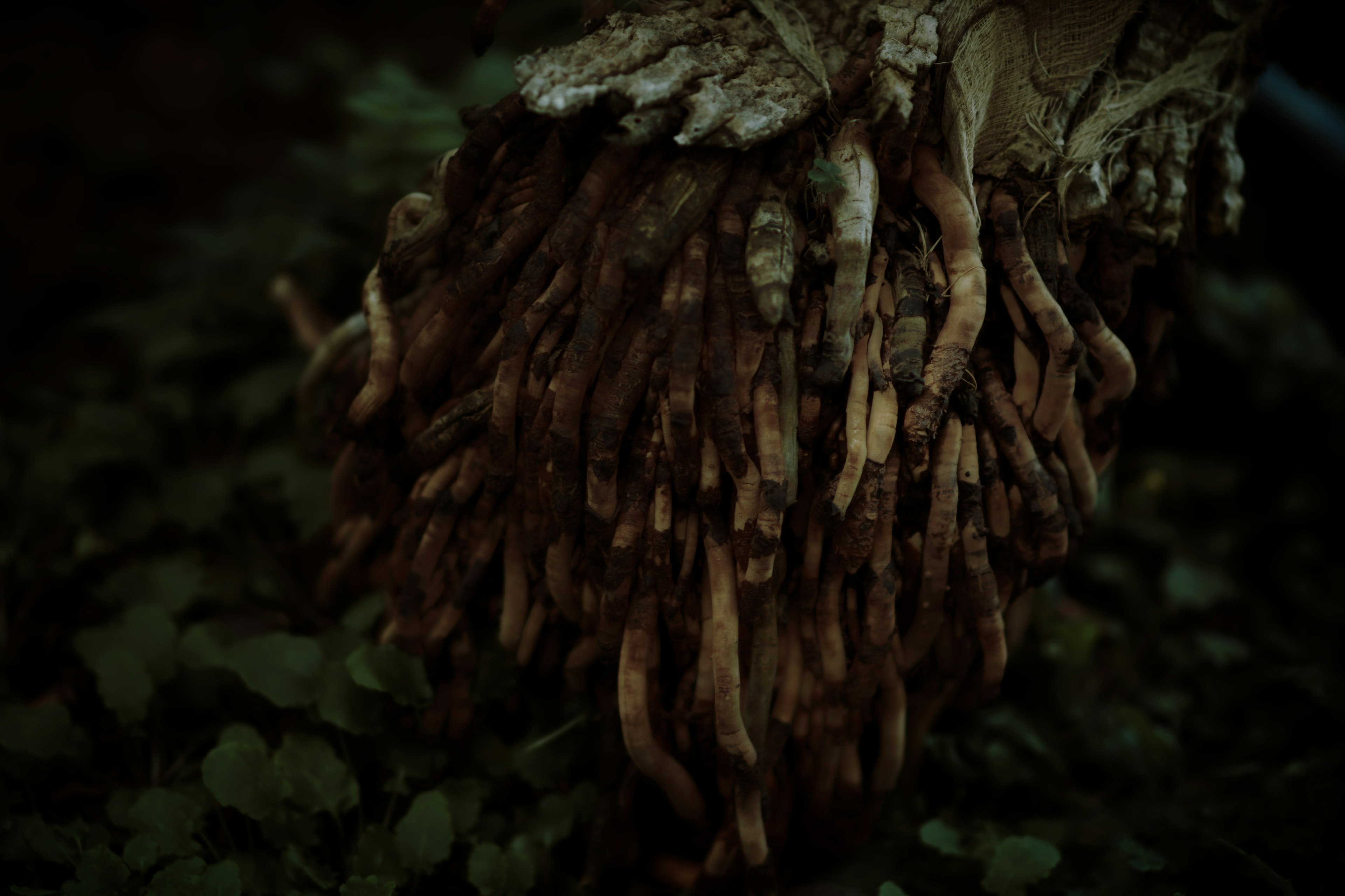 Cluster of elongated roots emerging from the base of a tree