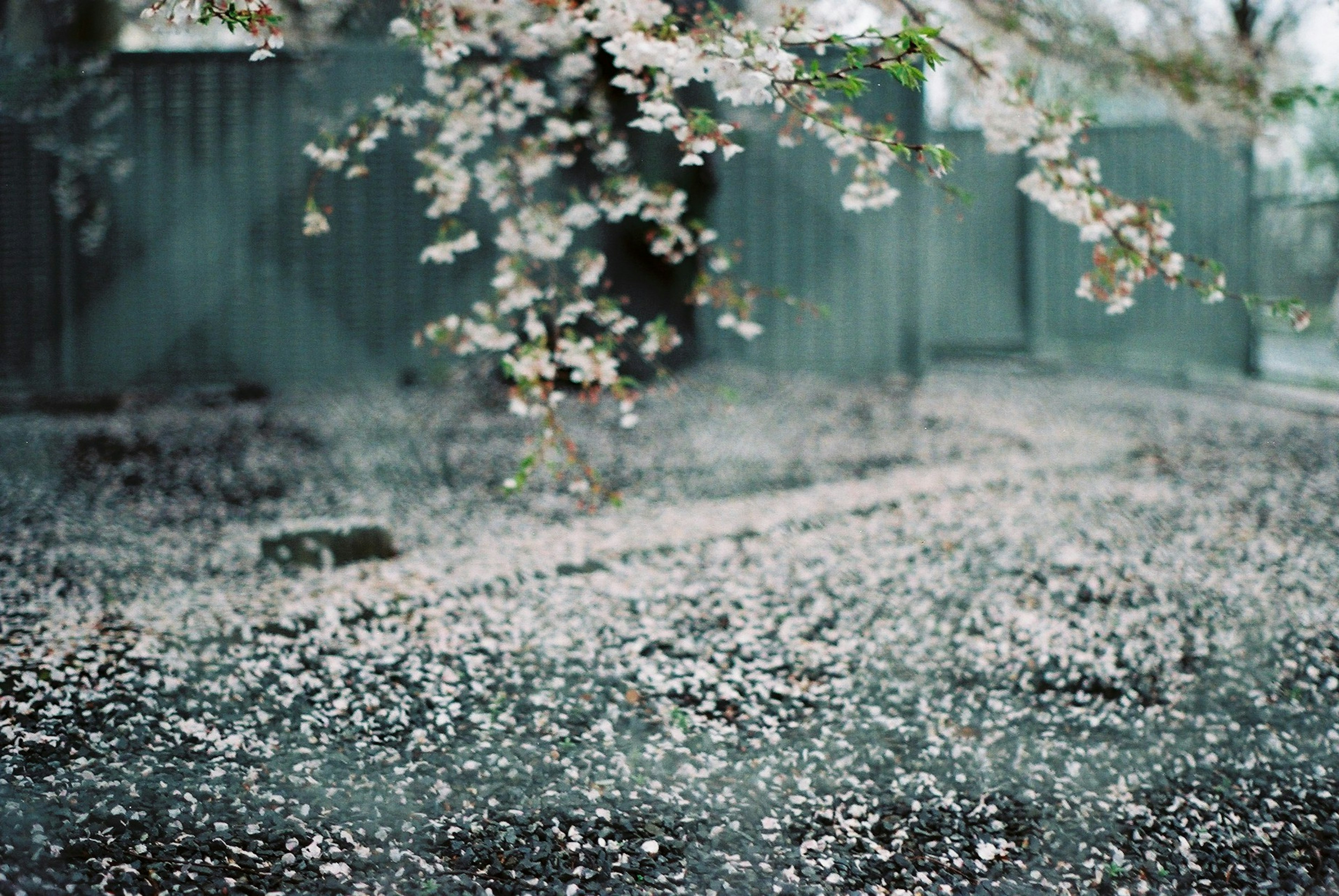 桜の花びらが散り積もる風景と緑のフェンス