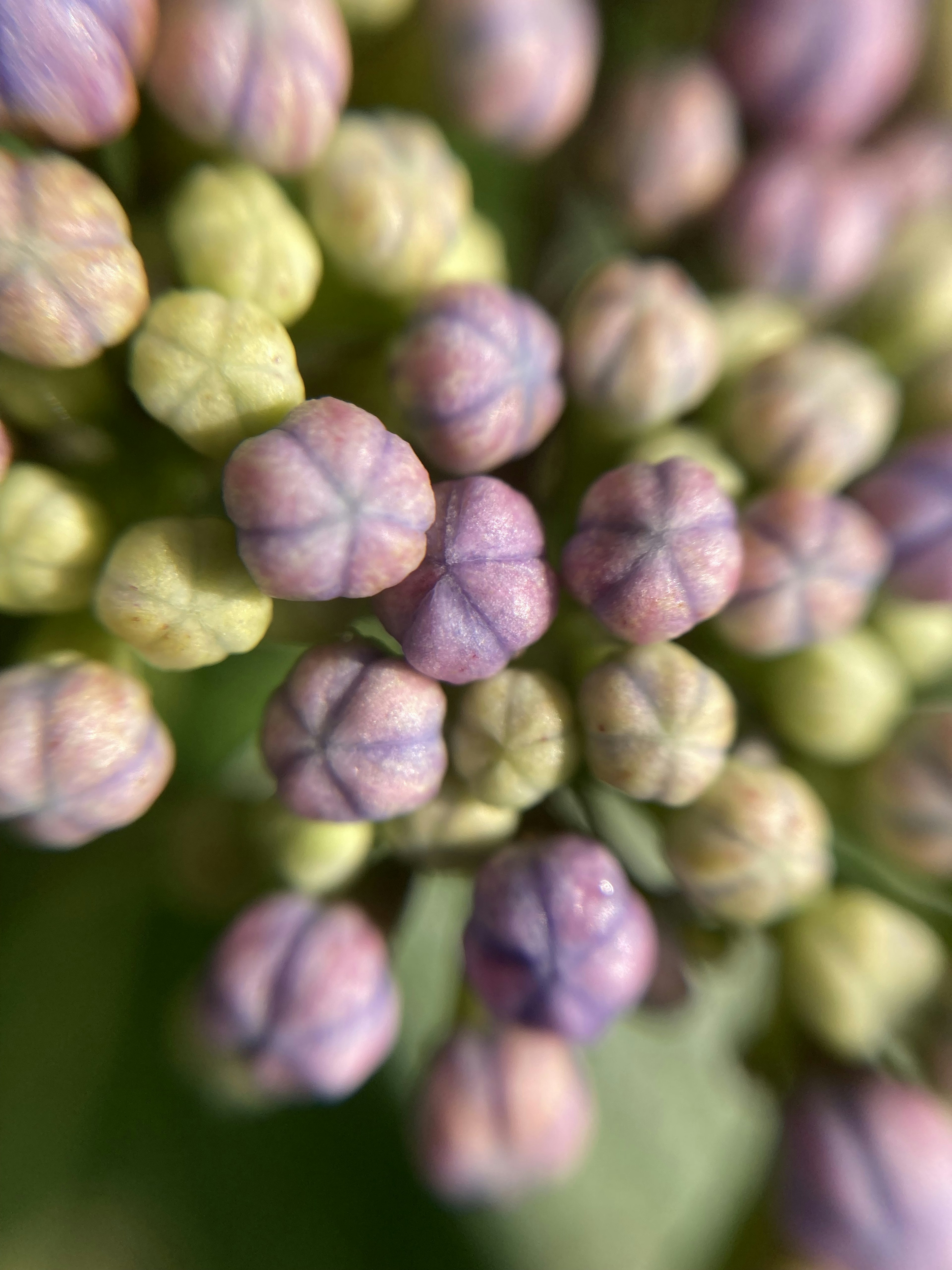 Primer plano de capullos de flores morados y verdes agrupados