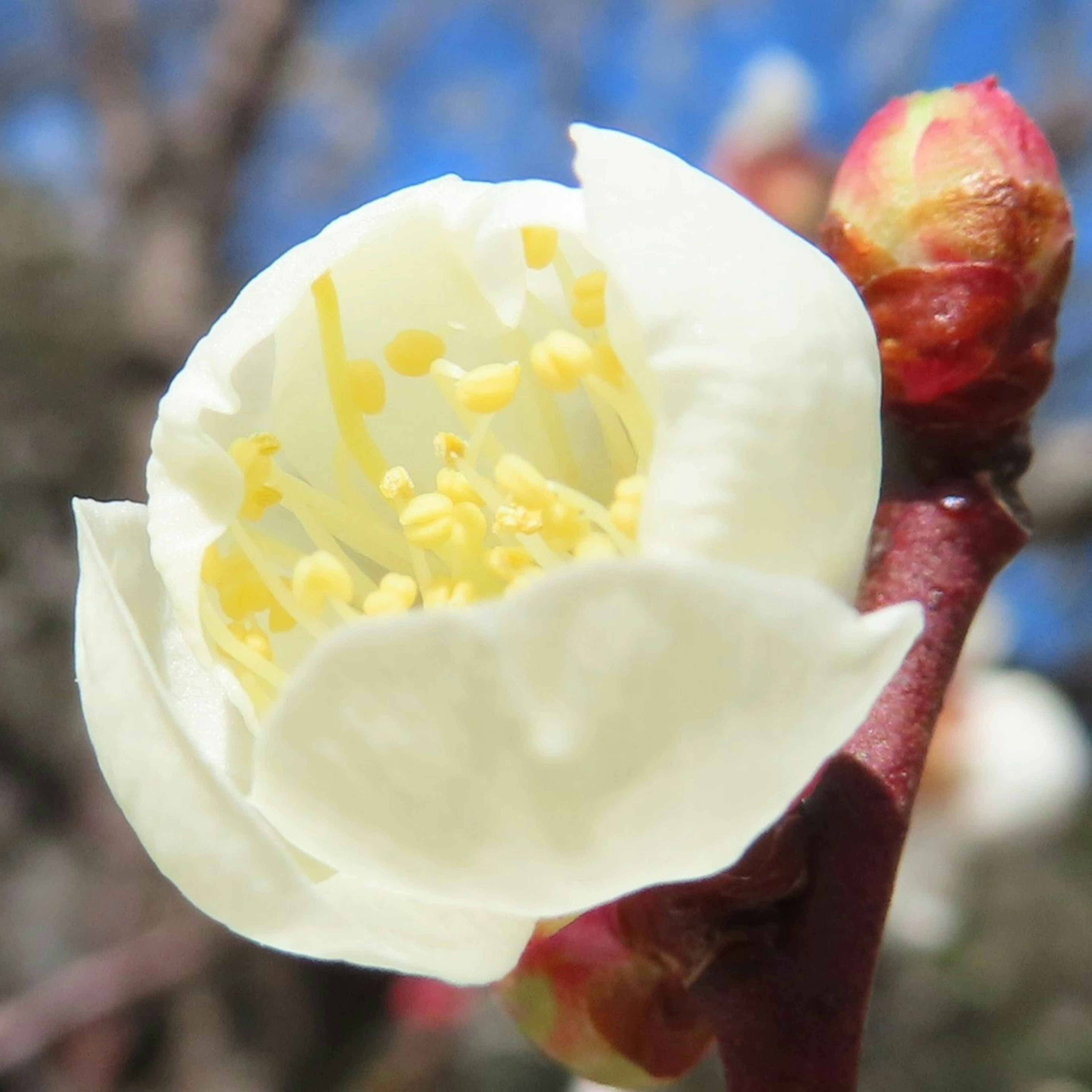 Nahaufnahme einer weißen Pflaumenblüte mit gelben Staubblättern