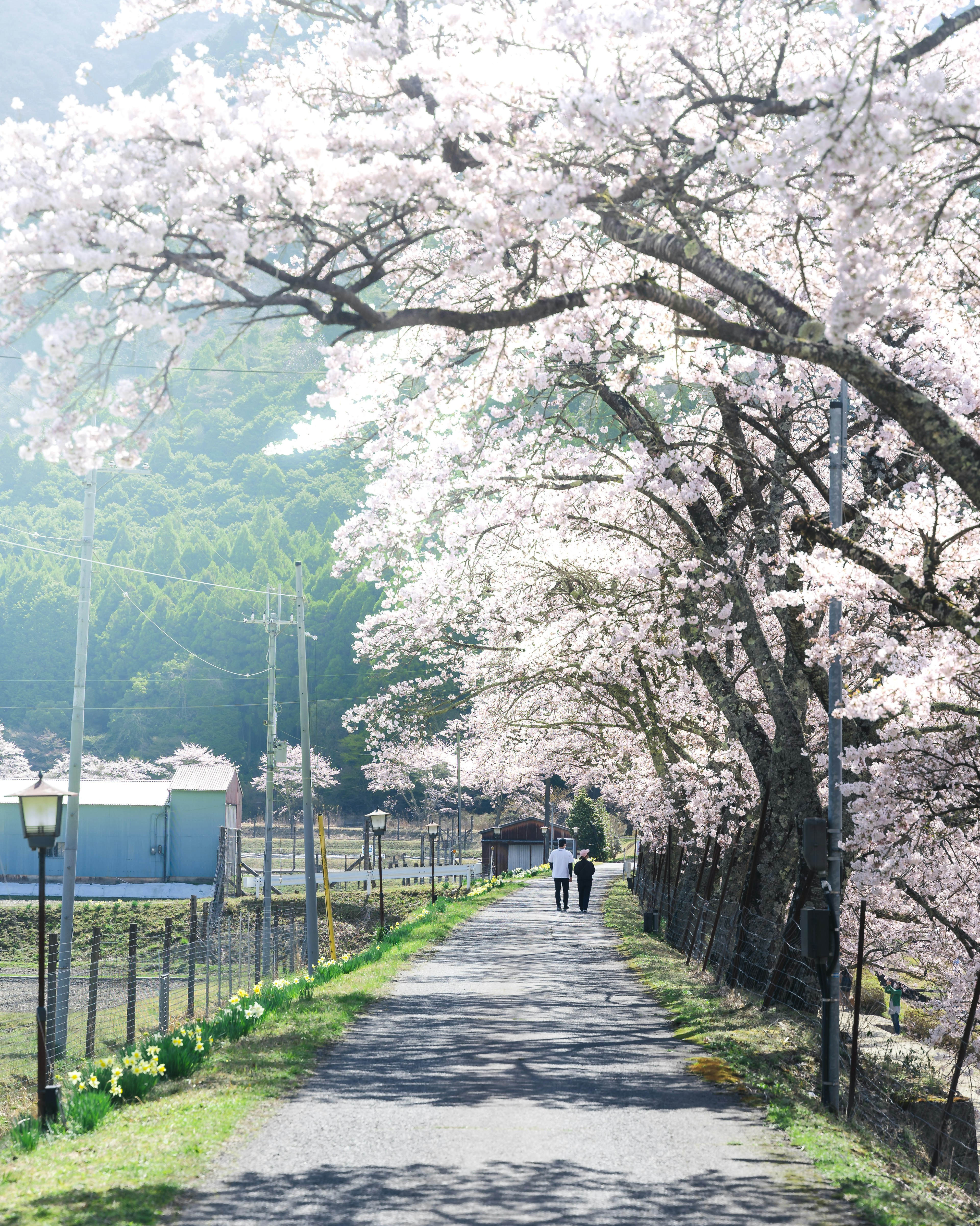 桜の木に囲まれた美しい小道を歩く人々