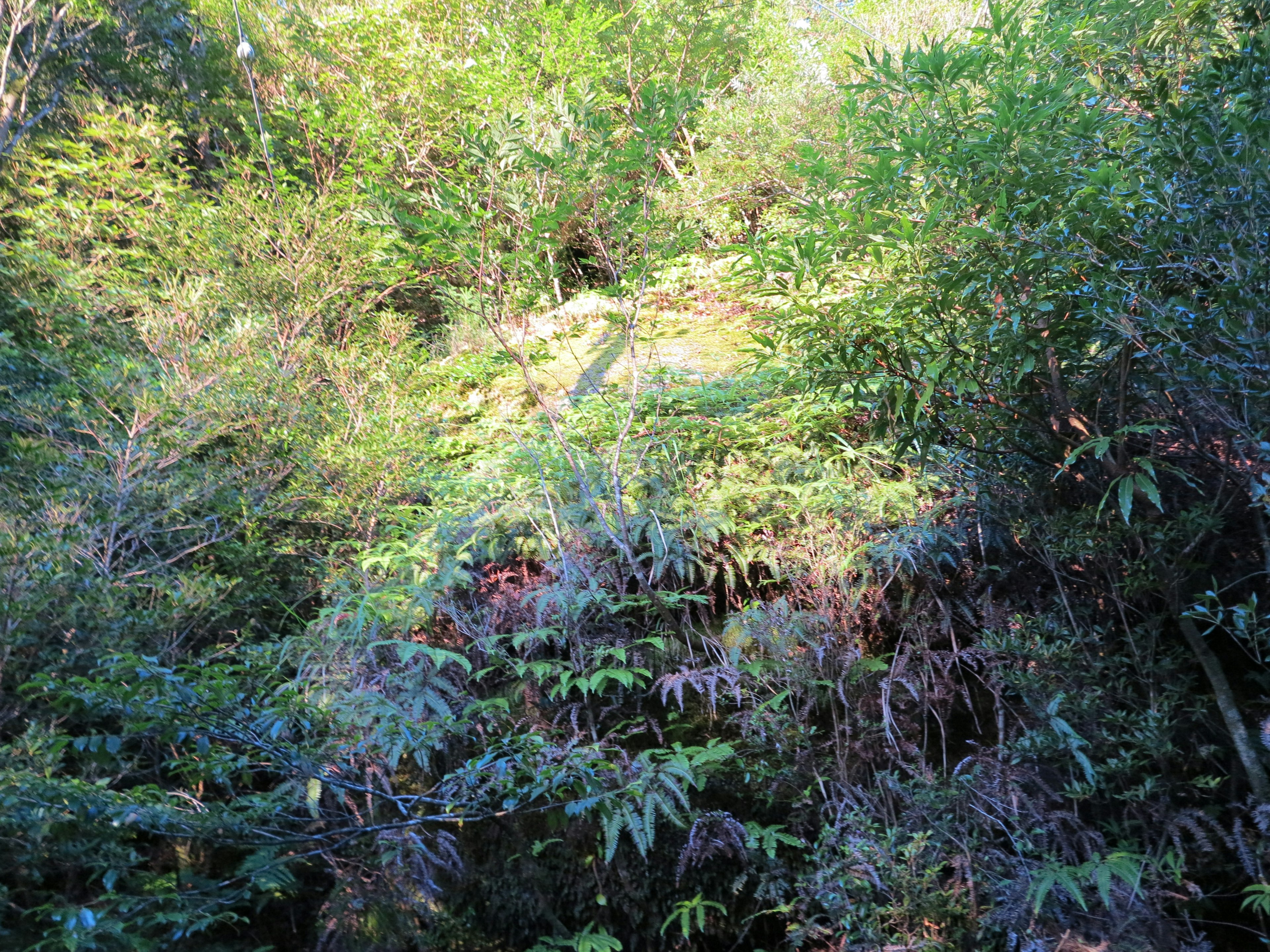 Scena di foresta lussureggiante con vegetazione densa e vari tipi di piante