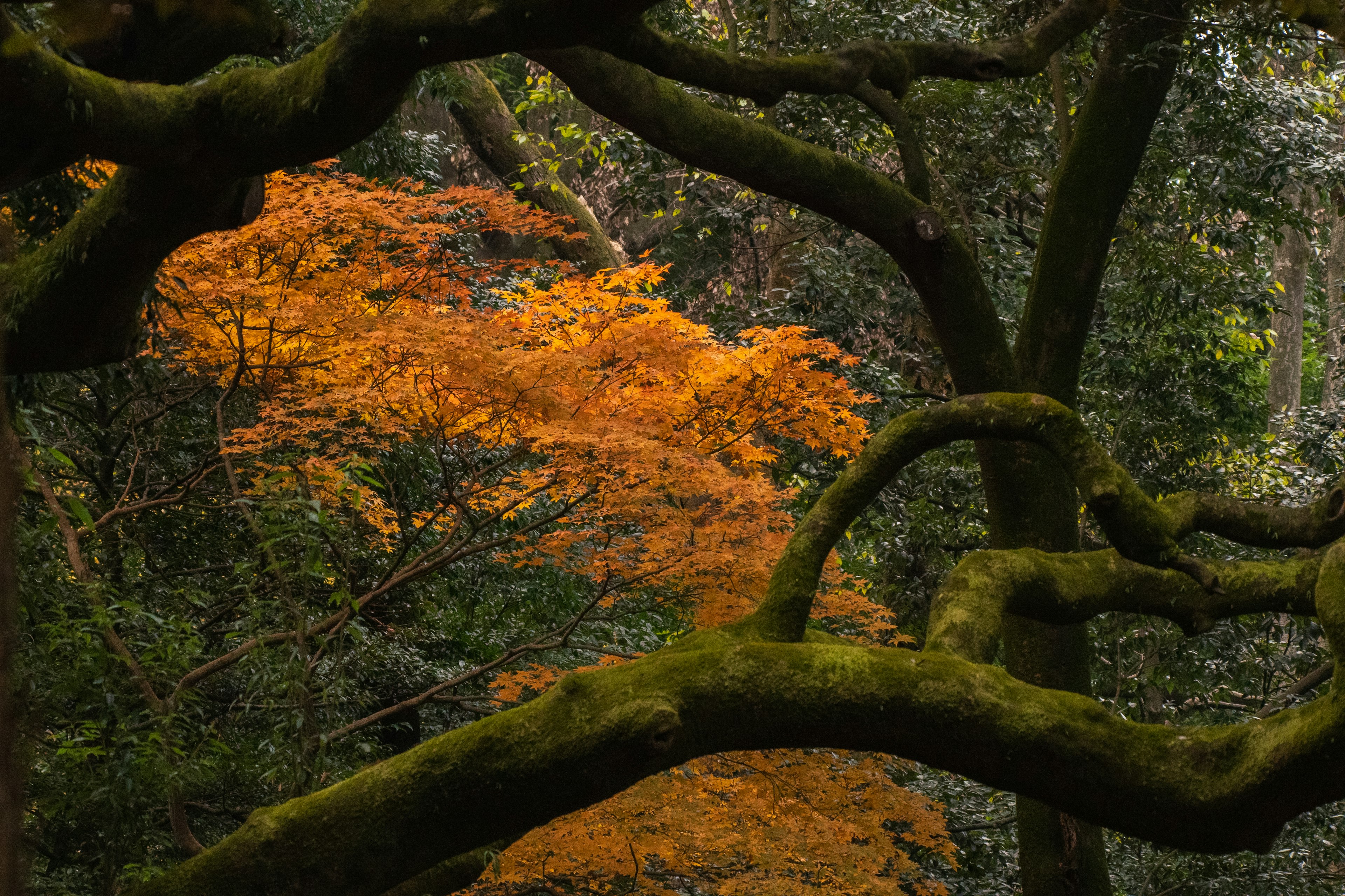 Waldszene mit blauen Ästen und lebhaften orangefarbenen Blättern