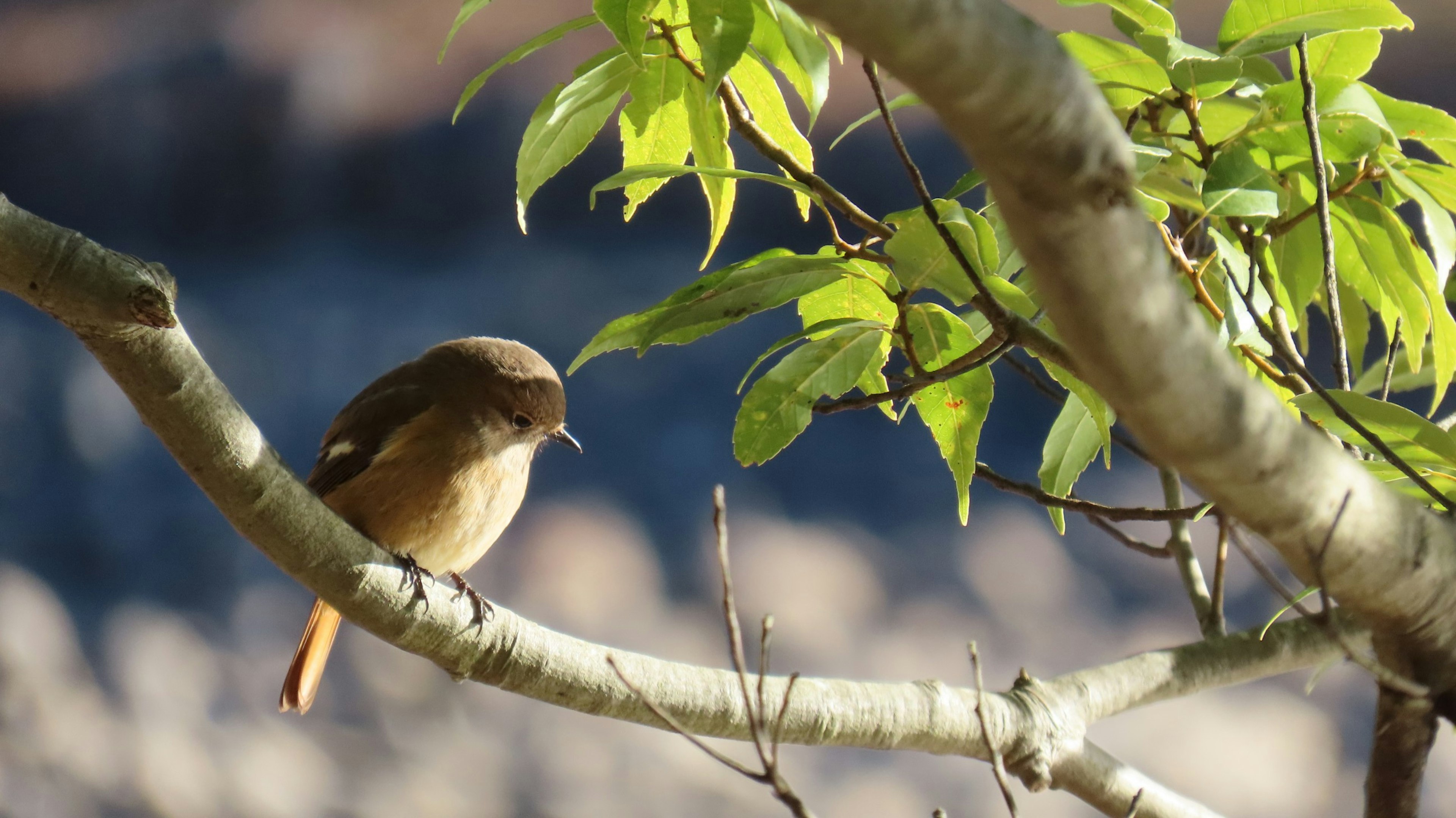 Ein kleiner Vogel auf einem Ast mit frischen grünen Blättern