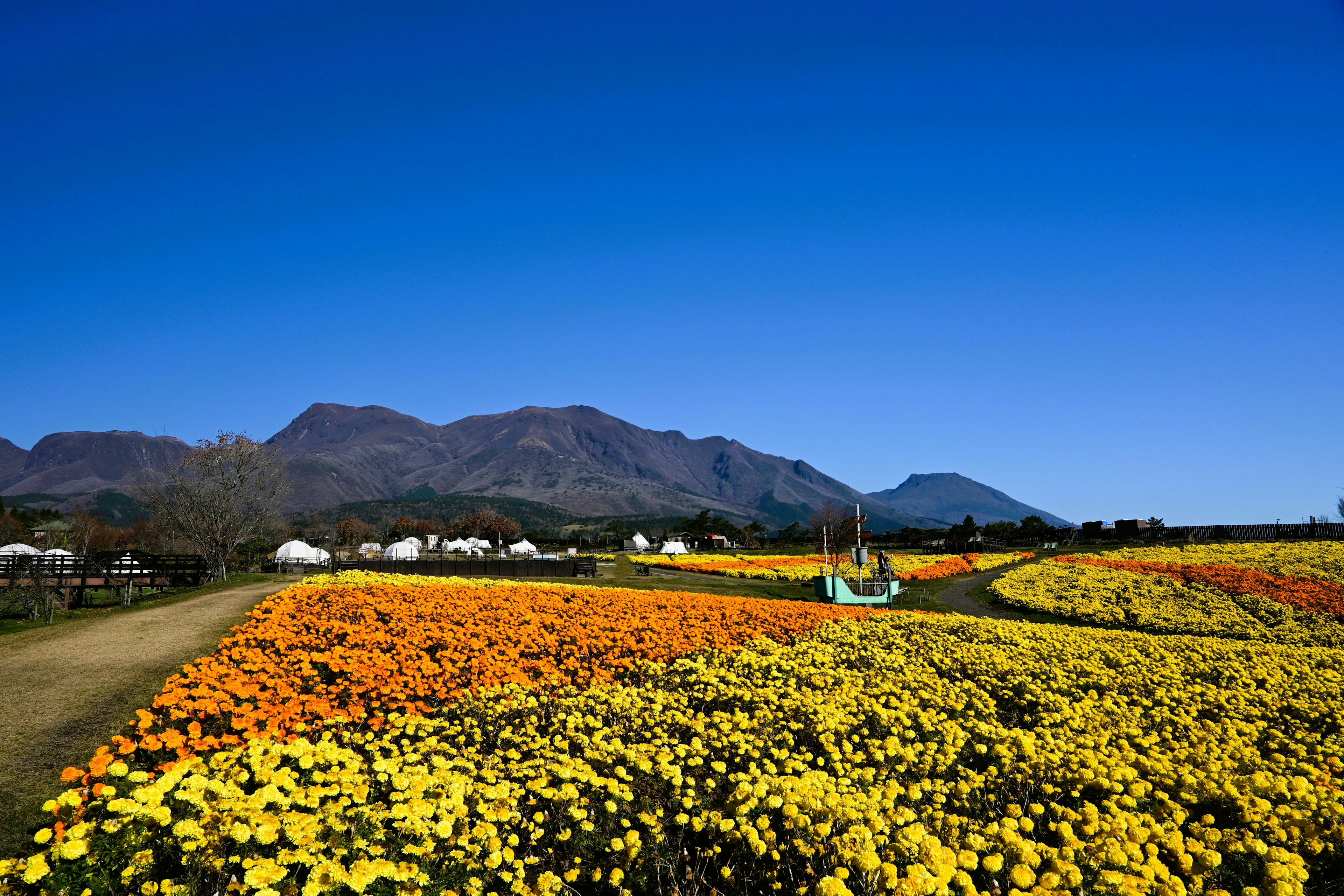 Vibrant flower fields under a clear blue sky with mountains in the background