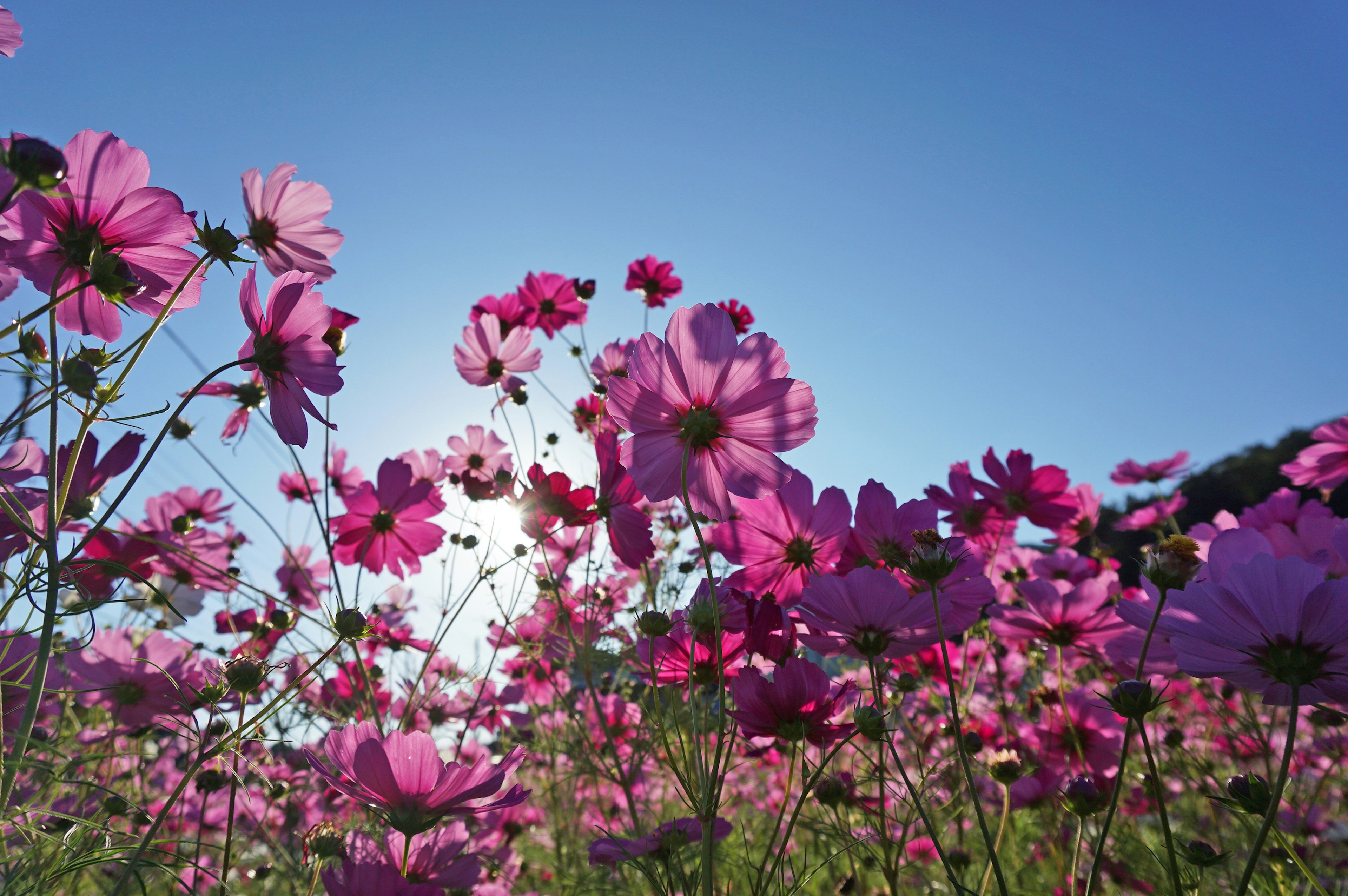 青空の下で咲くピンクのコスモスの花々