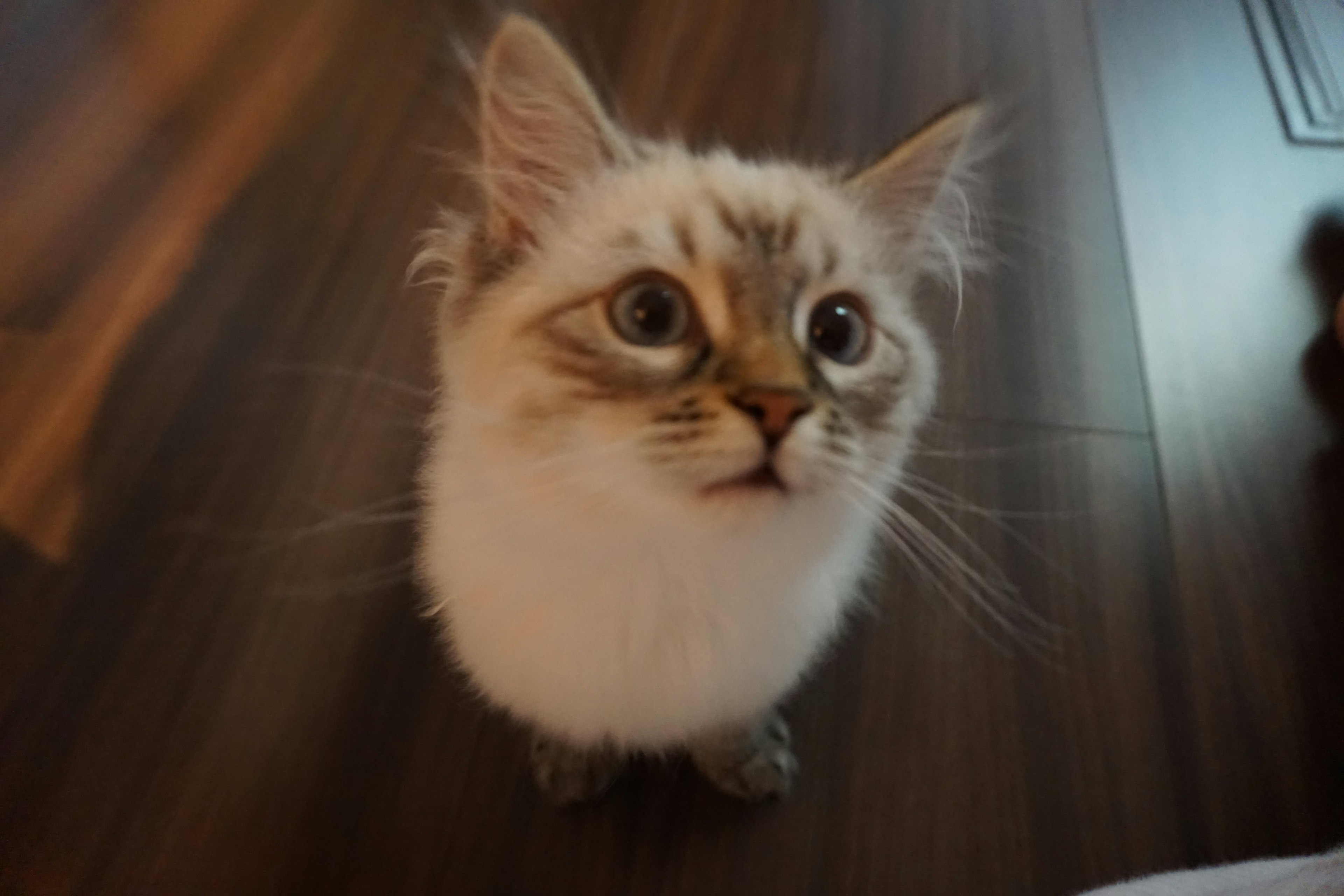 Un chat duveteux avec un pelage blanc et des yeux bleus regardant avec une expression surprise