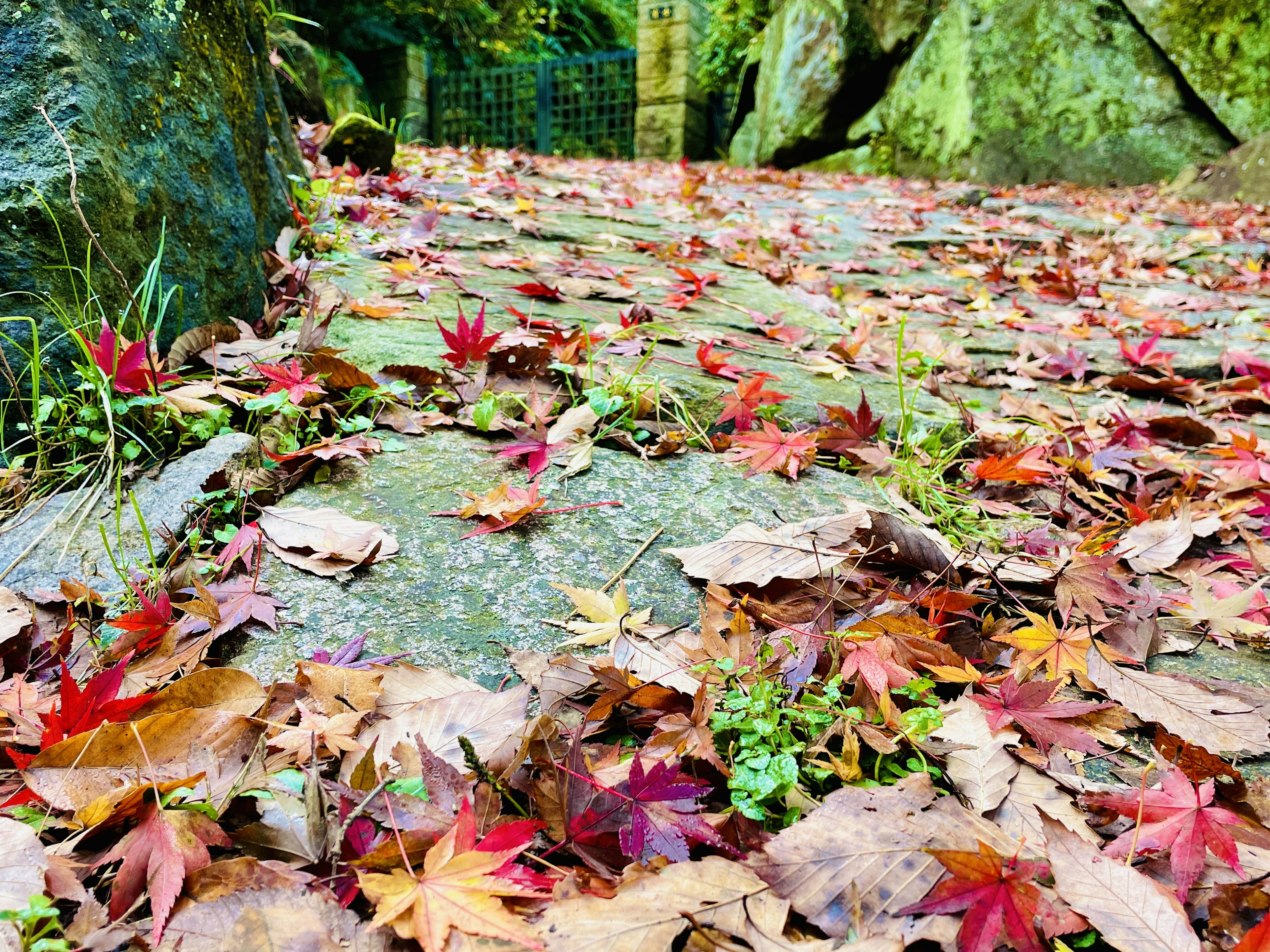 Sendero de piedra cubierto de hojas de otoño vibrantes