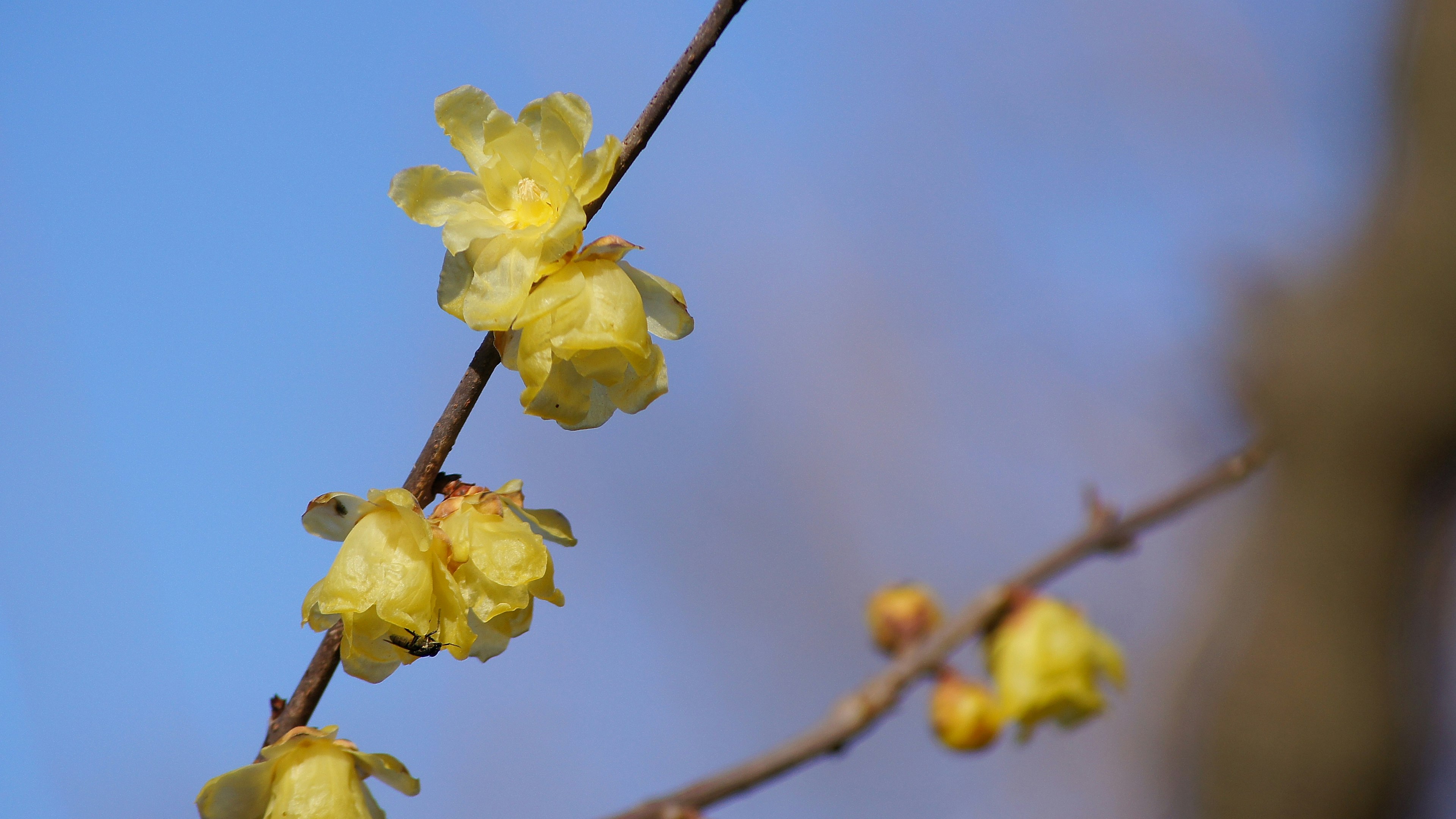 Zweig mit gelben Blumen vor blauem Himmel