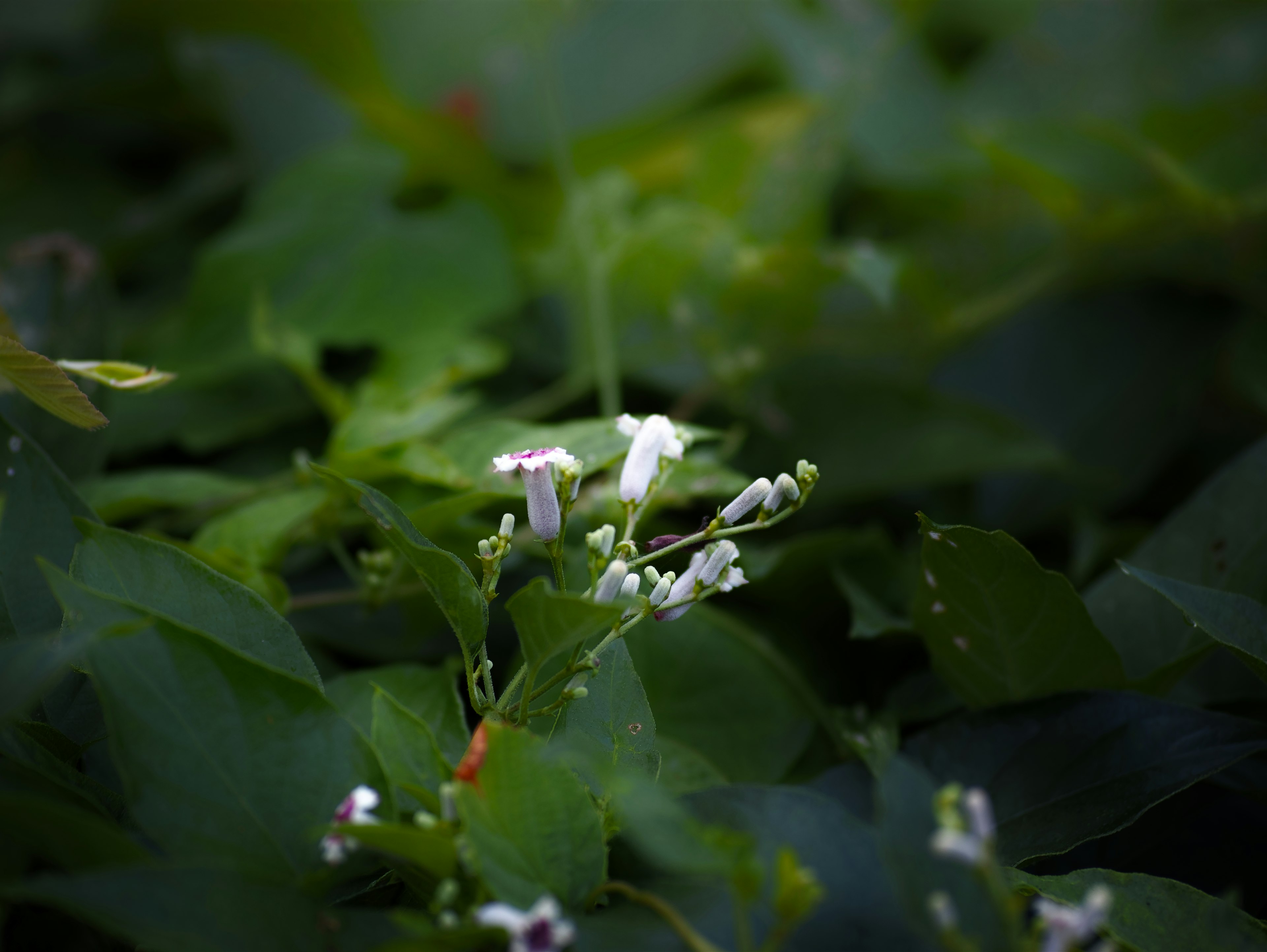 Scena di fiori bianchi che sbocciano tra foglie verdi