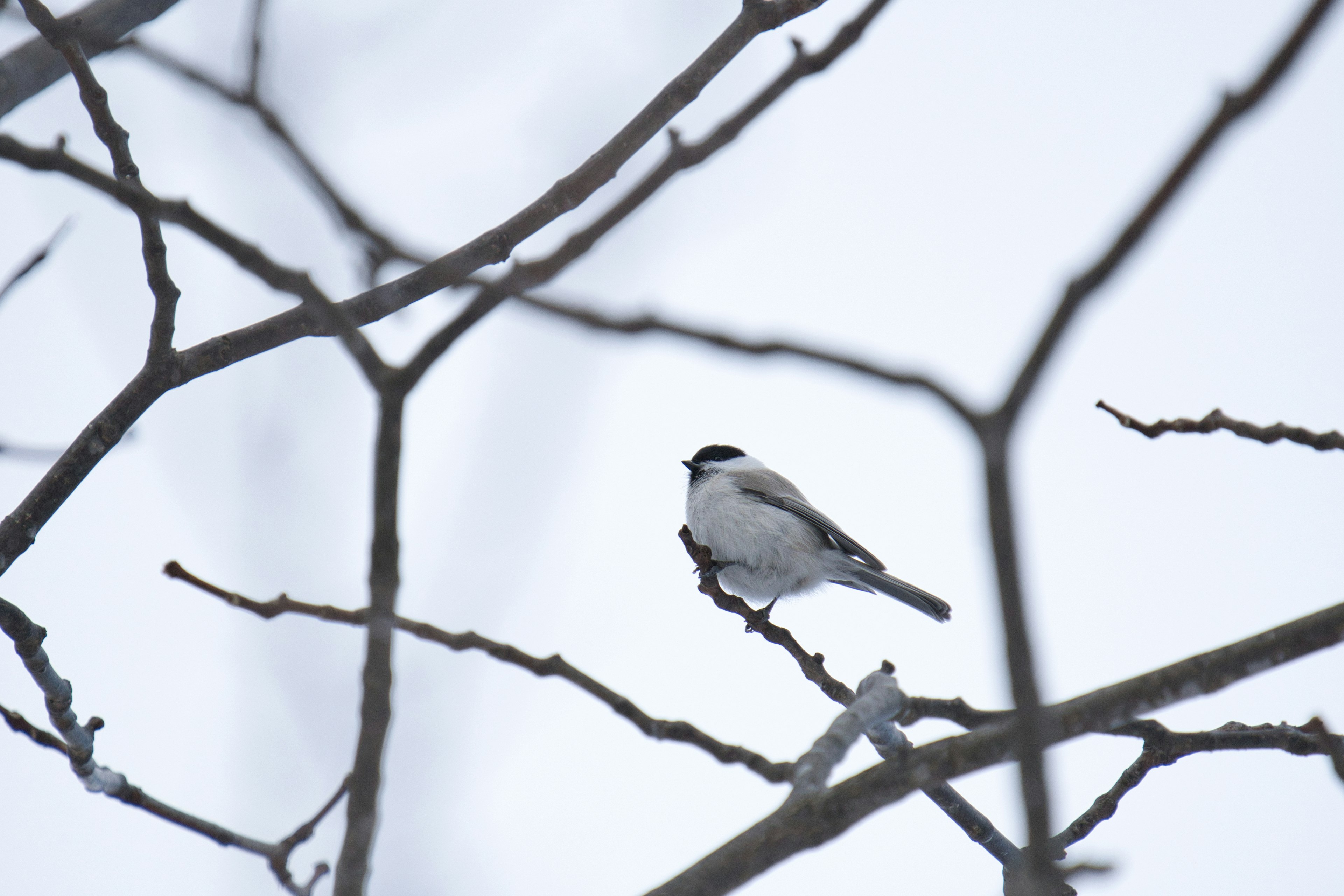 Ein weißer Vogel, der auf Ästen vor einem winterlichen Hintergrund sitzt