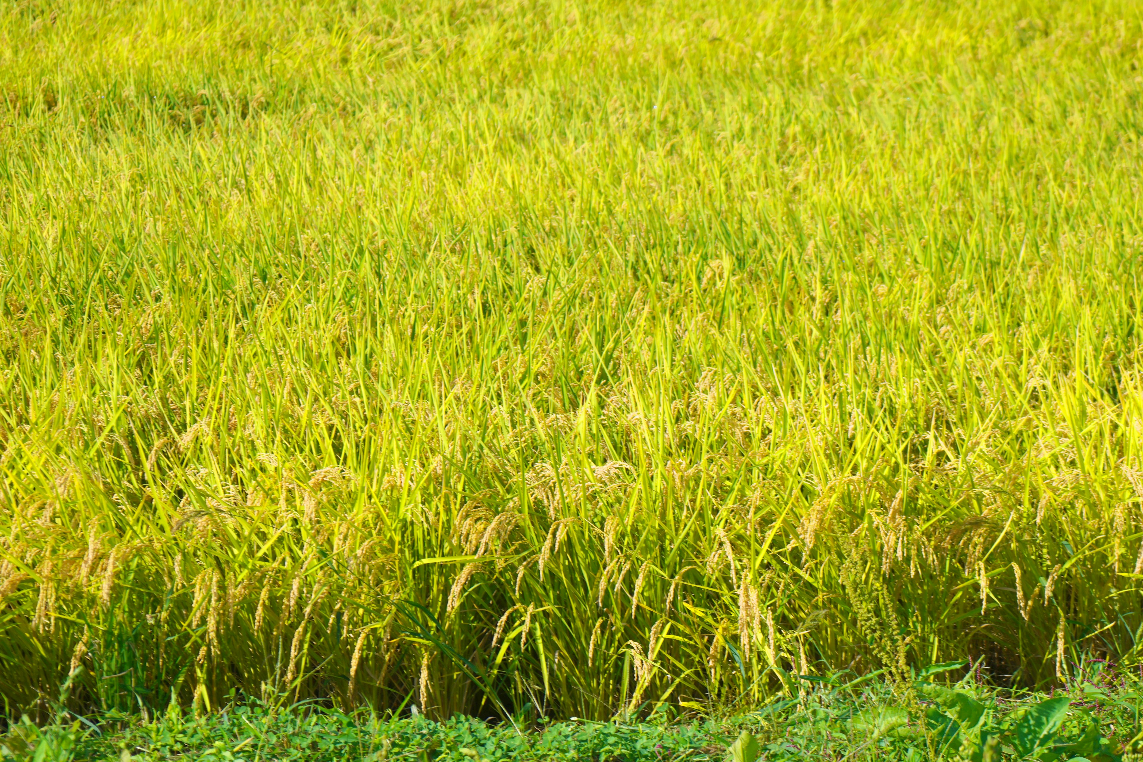 Rumput hijau subur dengan ladang padi emas