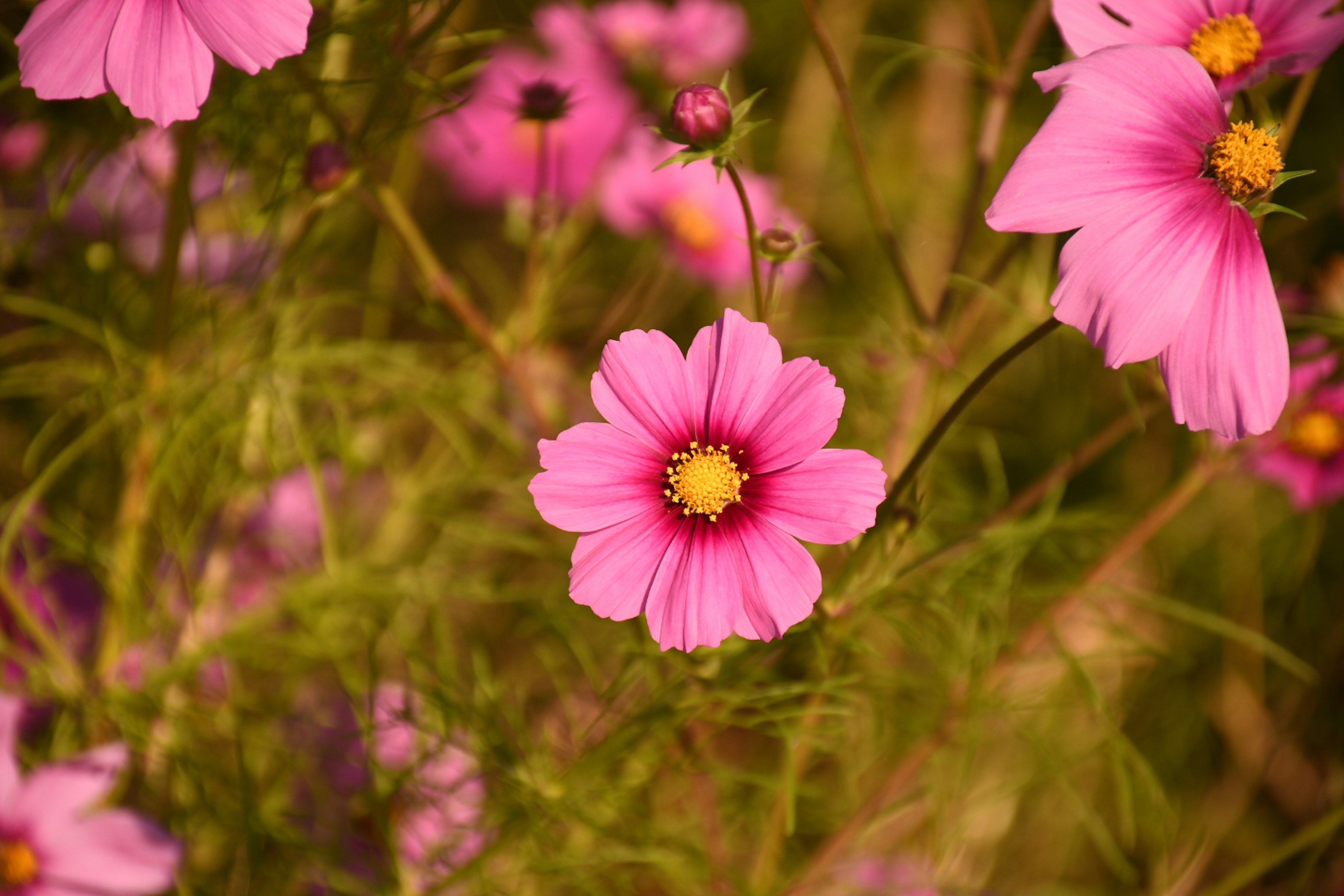 Schöne Szene mit rosa Blumen und grünen Blättern