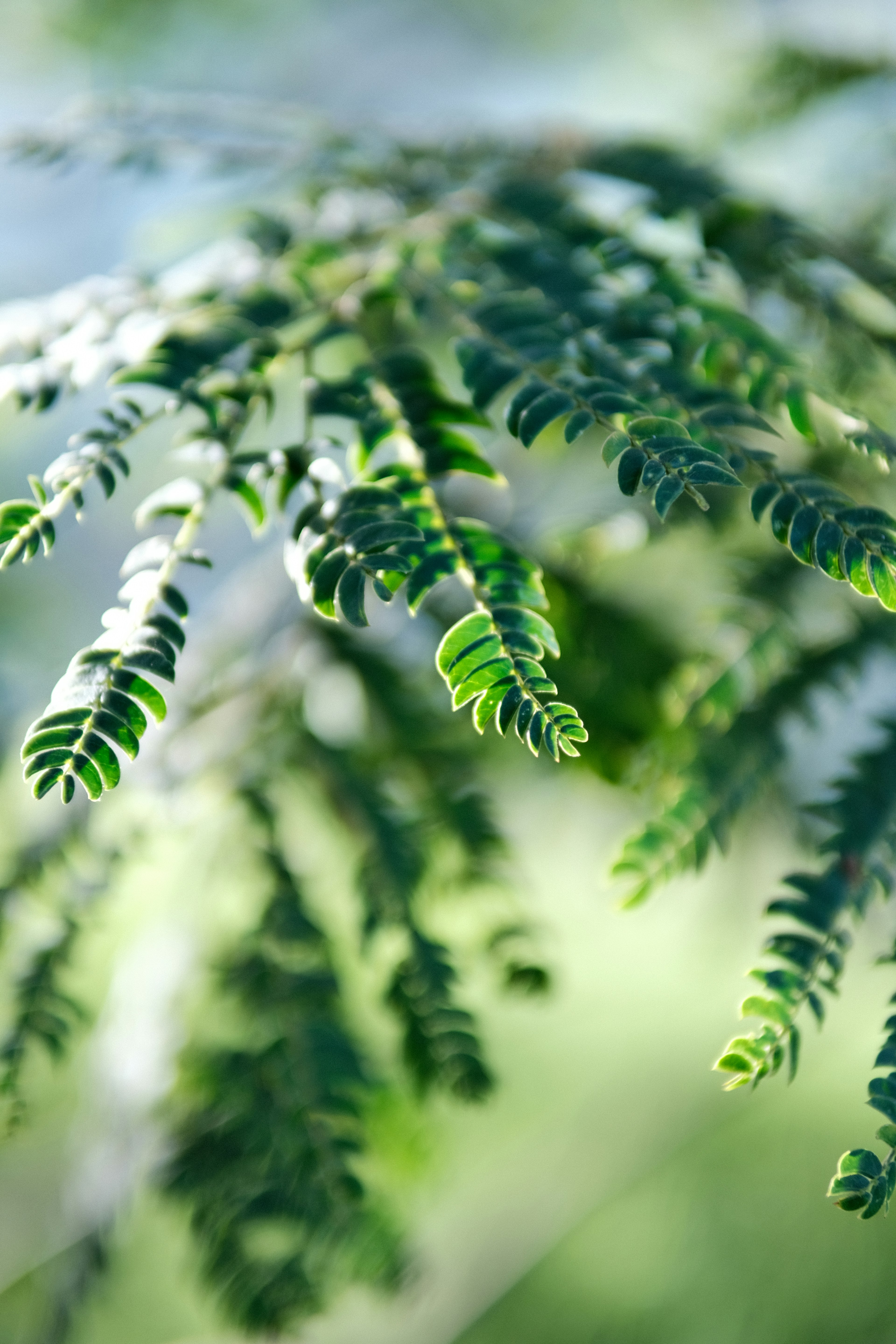 Gros plan sur des feuilles vertes luxuriantes avec des détails complexes